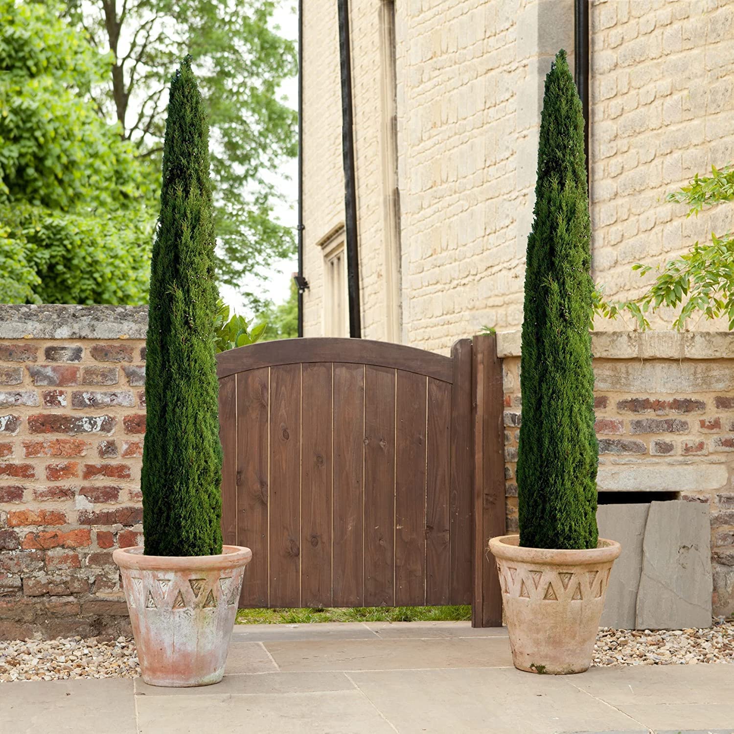 Italian Cypress Tree (Cupressus Sempervirens) - Set of 5 Live 4-Inch Potted Plants for Mediterranean Landscaping, Privacy Hedges & Elegant Garden Decor