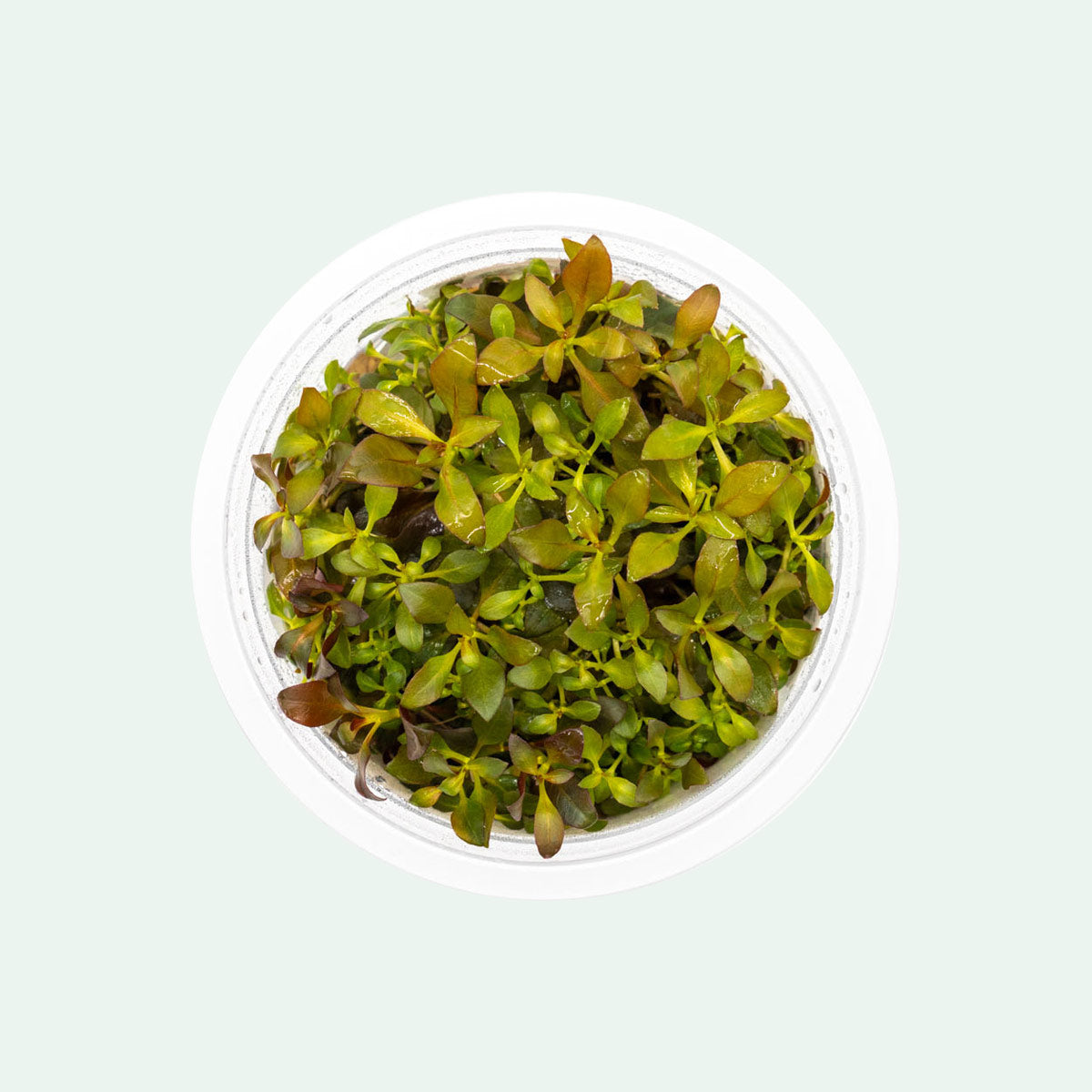 Buy Ludwigia Glandulosa Aquatic Plant for Aquarium - Live Freshwater Red Stem Plant for Fish Tank Decoration, Perfect for Aquascaping and Aquatic Gardens