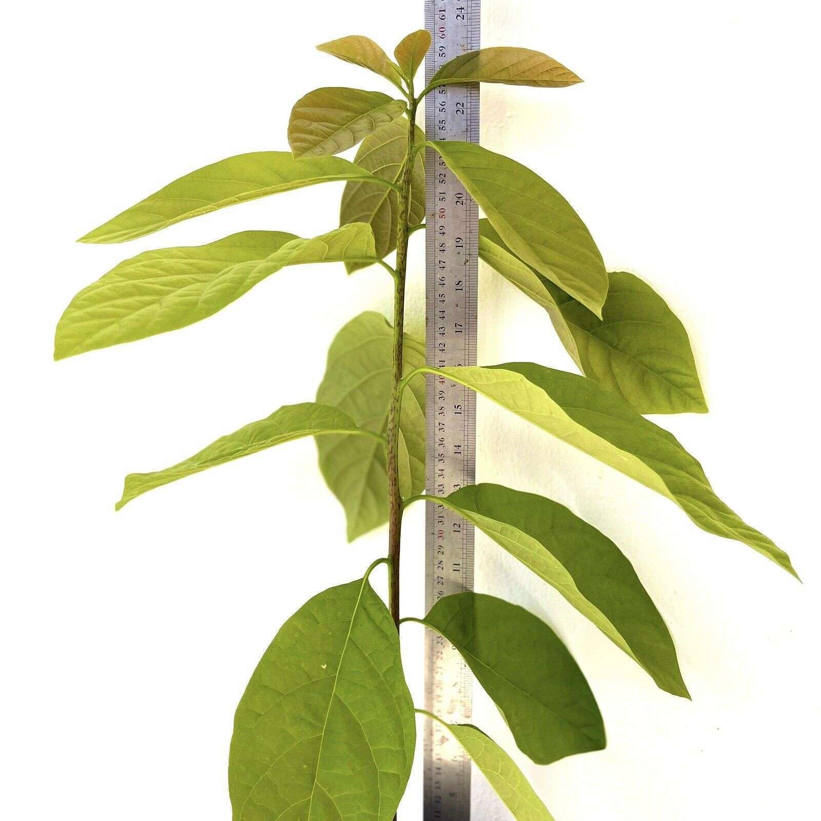 HASS Avocado Tree - Live Big Fruit Plant 12
