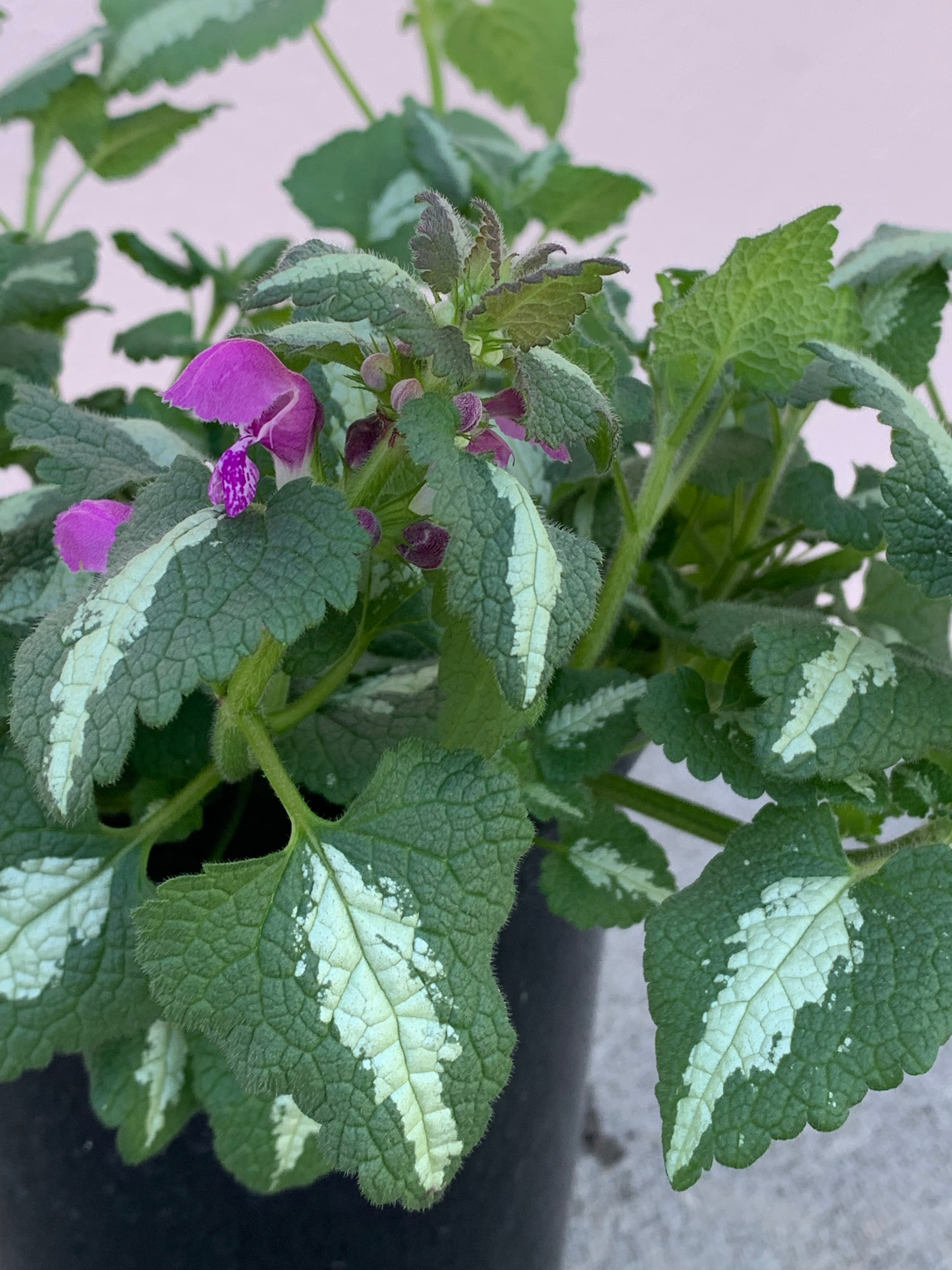 Lamium 'Sensation' - Premium Ground Cover Plant for Shade Gardens | Drought-Tolerant Perennial for Landscaping & Borders