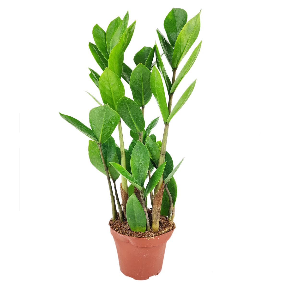 ZZ Plant (4
