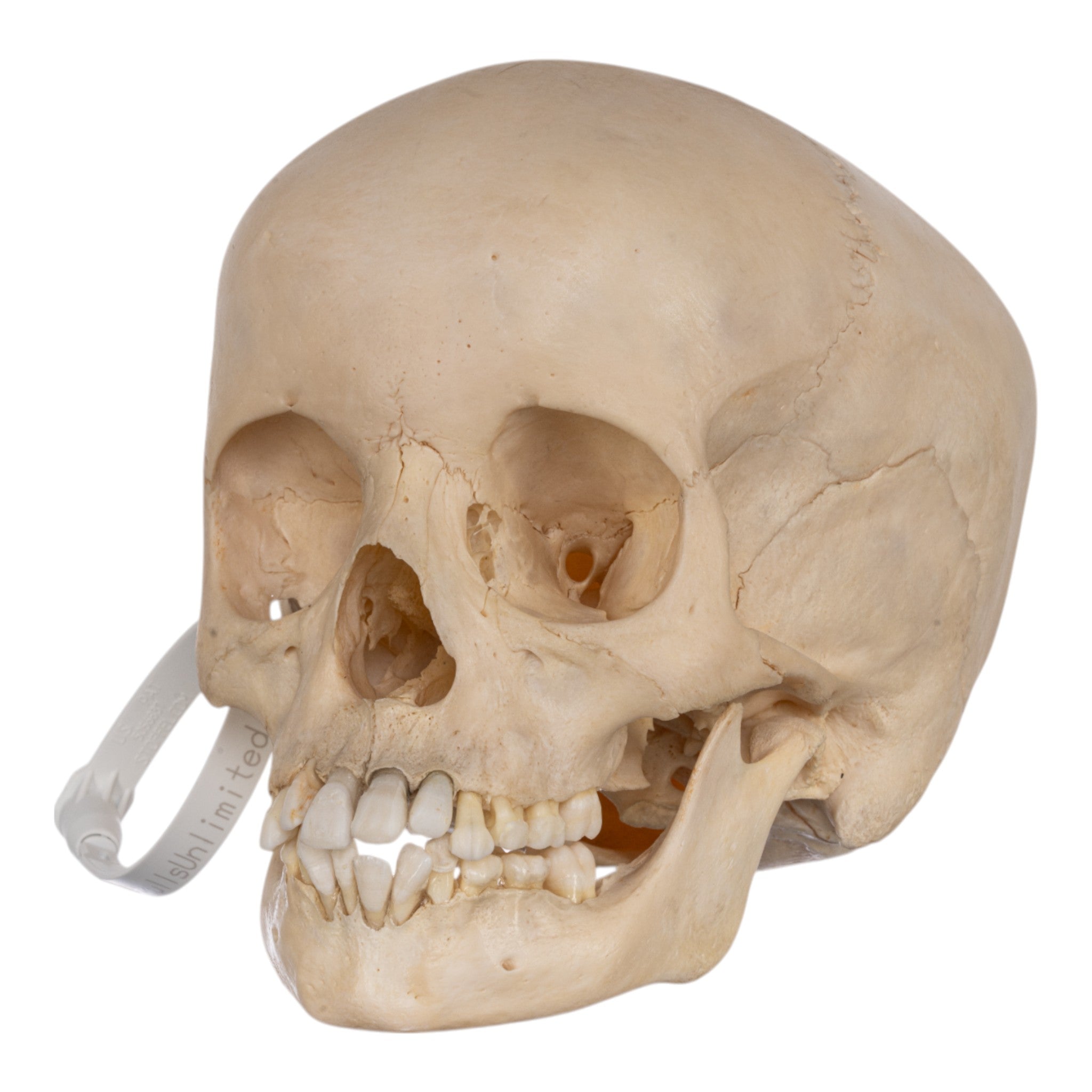 Authentic Real Human Child Skull - Medical Specimen for Anatomy Study, Forensic Research & Halloween Decor - Perfect for Educational Use, Science Classrooms & Spooky Collections