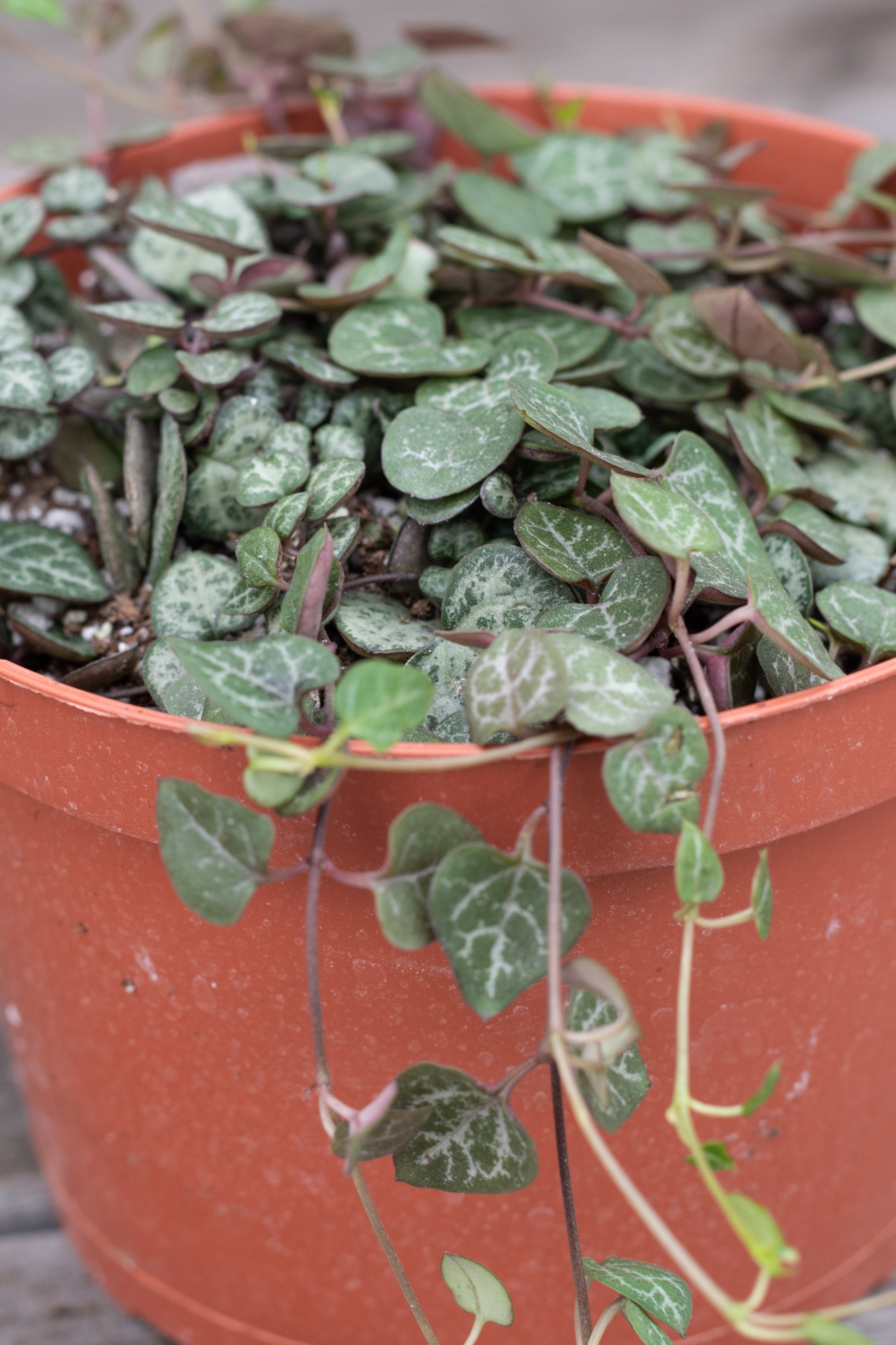 Ceropegia Woodii String of Hearts - 6 Inch Hanging Plant for Home Decor | Indoor Trailing Vine with Heart-Shaped Leaves | Perfect for Shelves, Windowsills & Boho Room Decor