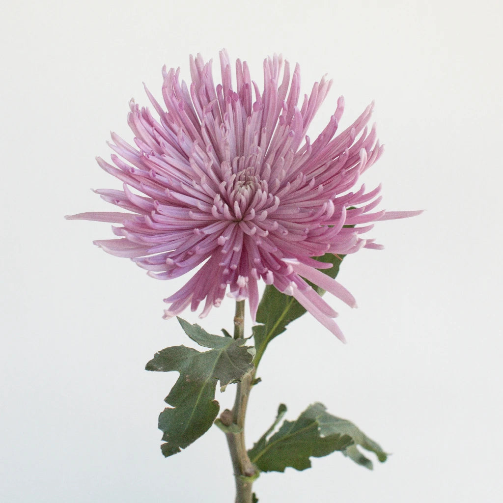 Antique Purple Spider Mum Flowers - Artificial Silk Chrysanthemum Bouquet for Home Decor, Wedding Centerpieces, and Fall Table Arrangements