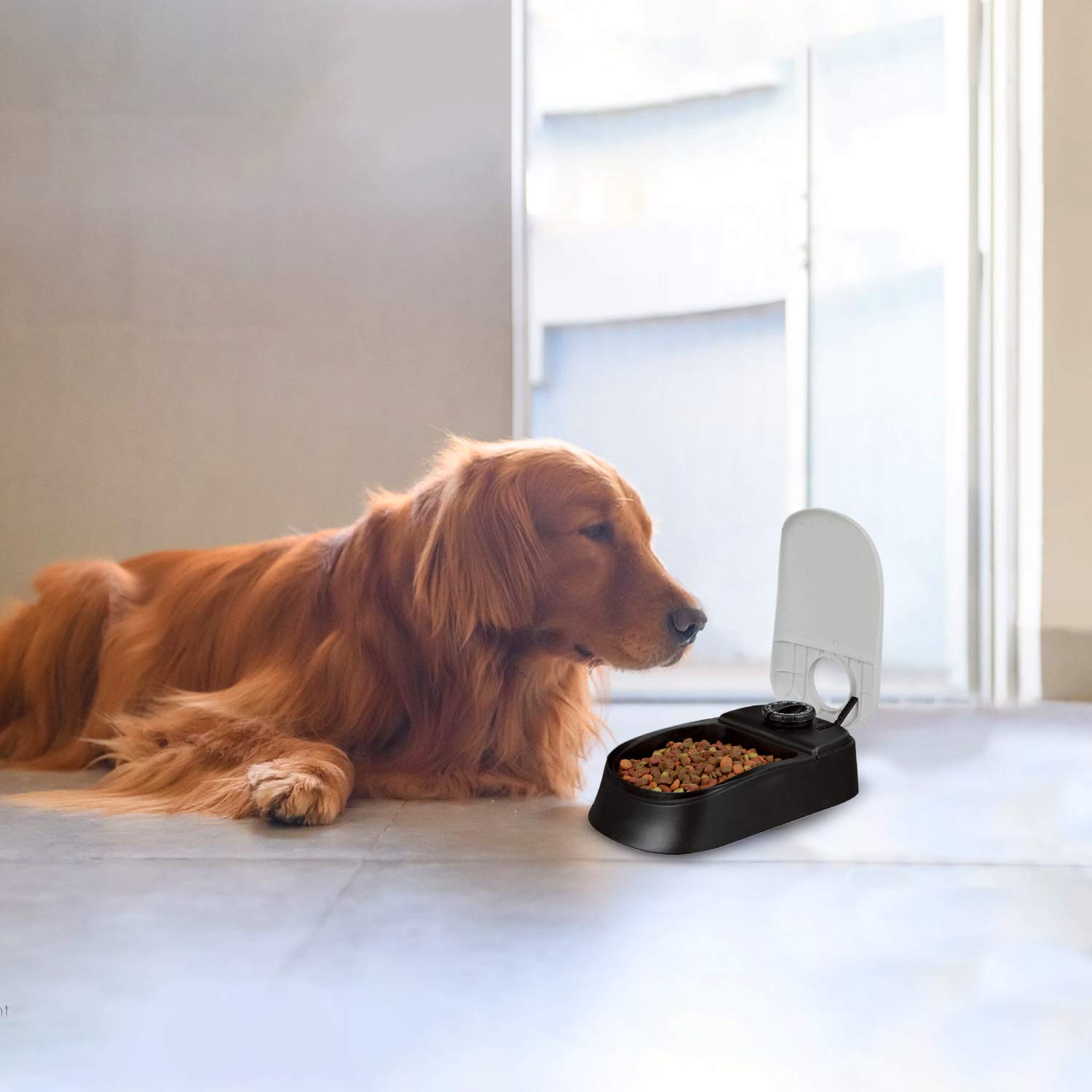 PAWISE Automatic Pet Feeder for Dogs and Cats - 1.5 Cup Smart Food Dispenser with 48-Hour Timer - Perfect for Travel, Workdays & Busy Pet Owners