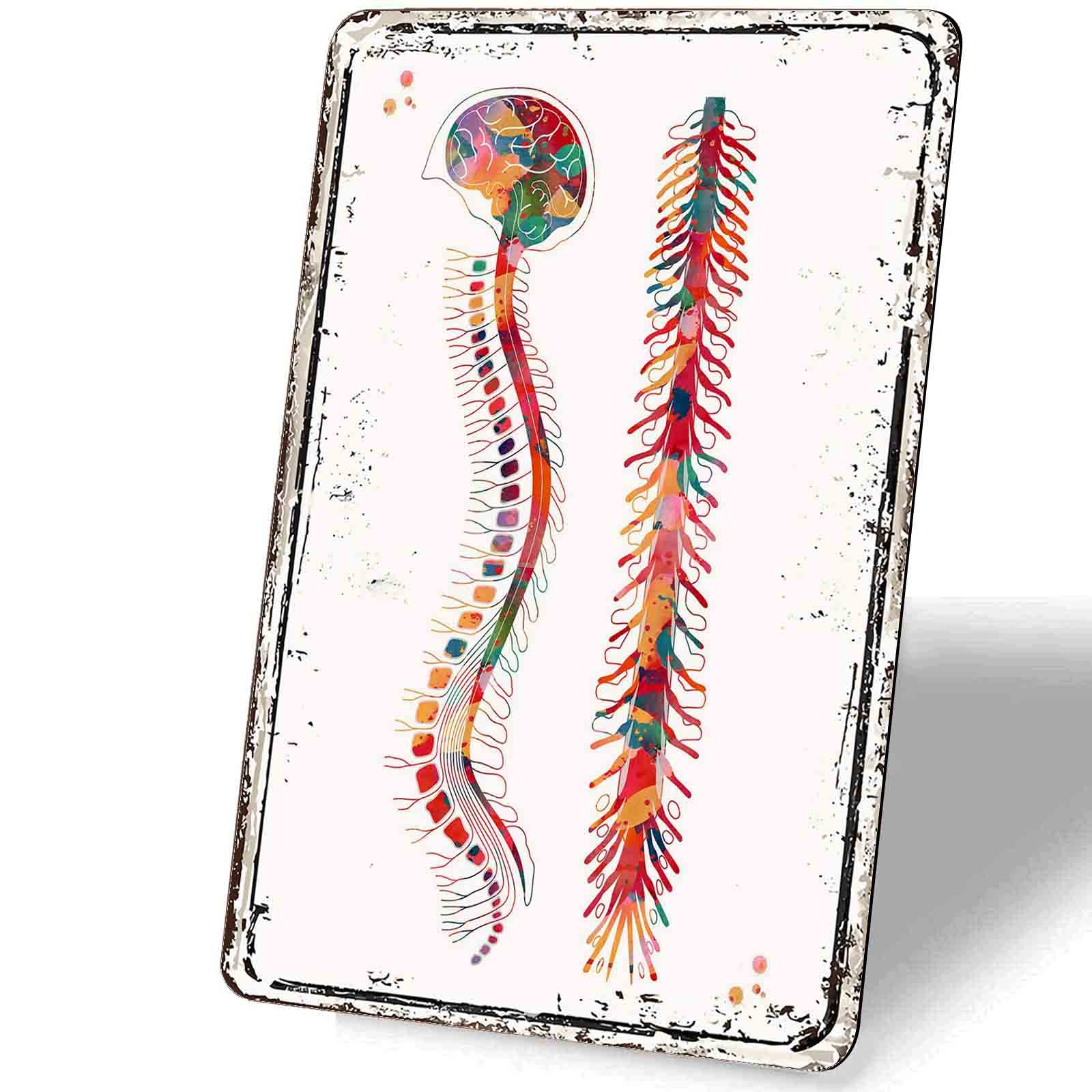 Anatomy Spine Watercolor Metal Wall Art - 8x12 Inch Medical Decor Poster with Spinal Cord & Vertebral Column Design - Vintage Tin Sign for Office, Clinic, or Home Decor - Perfect Gift for Doctors & Medical Students