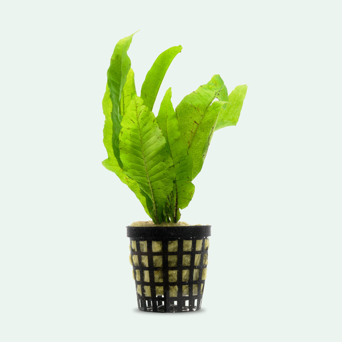 Microsorum Pteropus (Java Fern) - Live Aquatic Plant for Freshwater Aquariums, Fish Tanks & Terrariums - Easy Low Light Aquarium Plants for Beginners