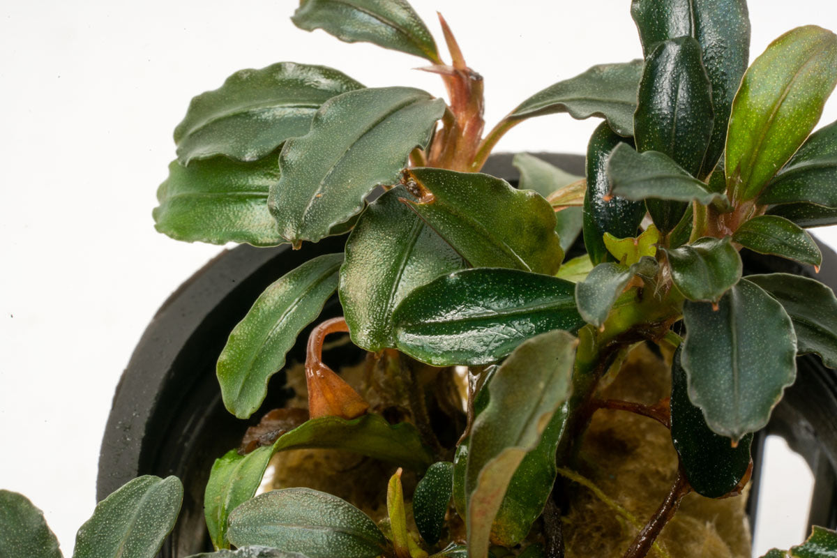 Bucephalandra Arrogant Blue Aquatic Plant - Rare Freshwater Aquarium Plant for Fish Tanks, Aquascaping & Aquatic Gardens | Perfect for Low-Tech Planted Tanks & Shrimp Habitats