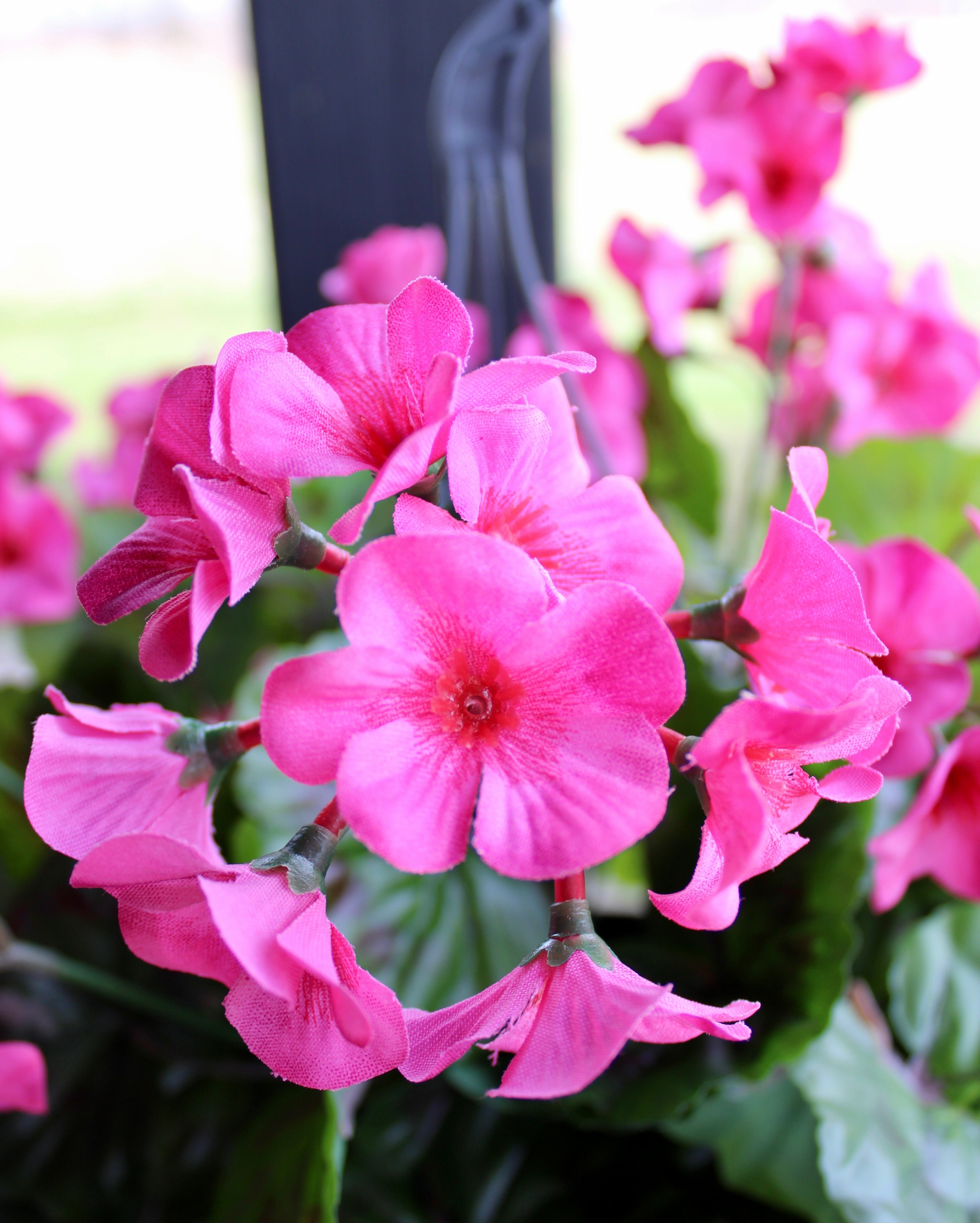 Fuchsia Geranium Hanging Basket - Beautiful Flowering Plant for Outdoor Porch, Patio & Garden Decor - Perfect for Spring & Summer Hanging Baskets