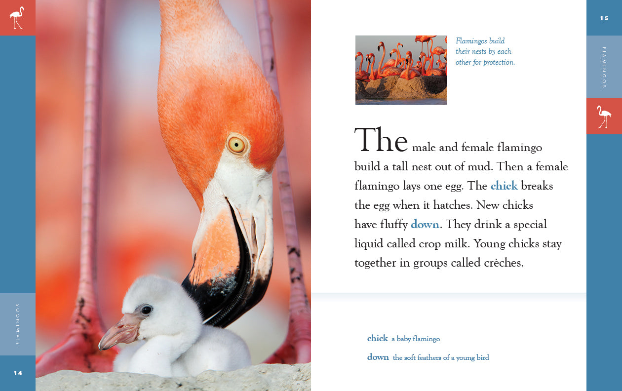 Flamingos Book 9781640265424 - Learn About Flamingos, Their Habitat & Behavior - Perfect for Bird Lovers & Nature Enthusiasts