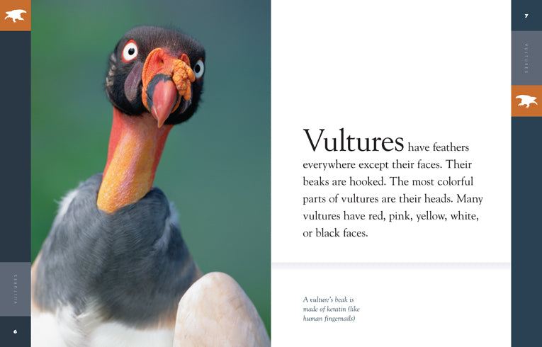 Amazing Animals (2014): Vultures - Nature Documentary, Wildlife Film, Bird Watching | Perfect for Animal Lovers, Classroom Education & Nature Enthusiasts
