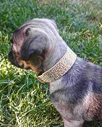 Premium Balthazar Puppy Dog Collar - Adjustable Soft Nylon Pet Collar with D-Ring for Leash | Perfect for Small Dogs, Training & Daily Walks