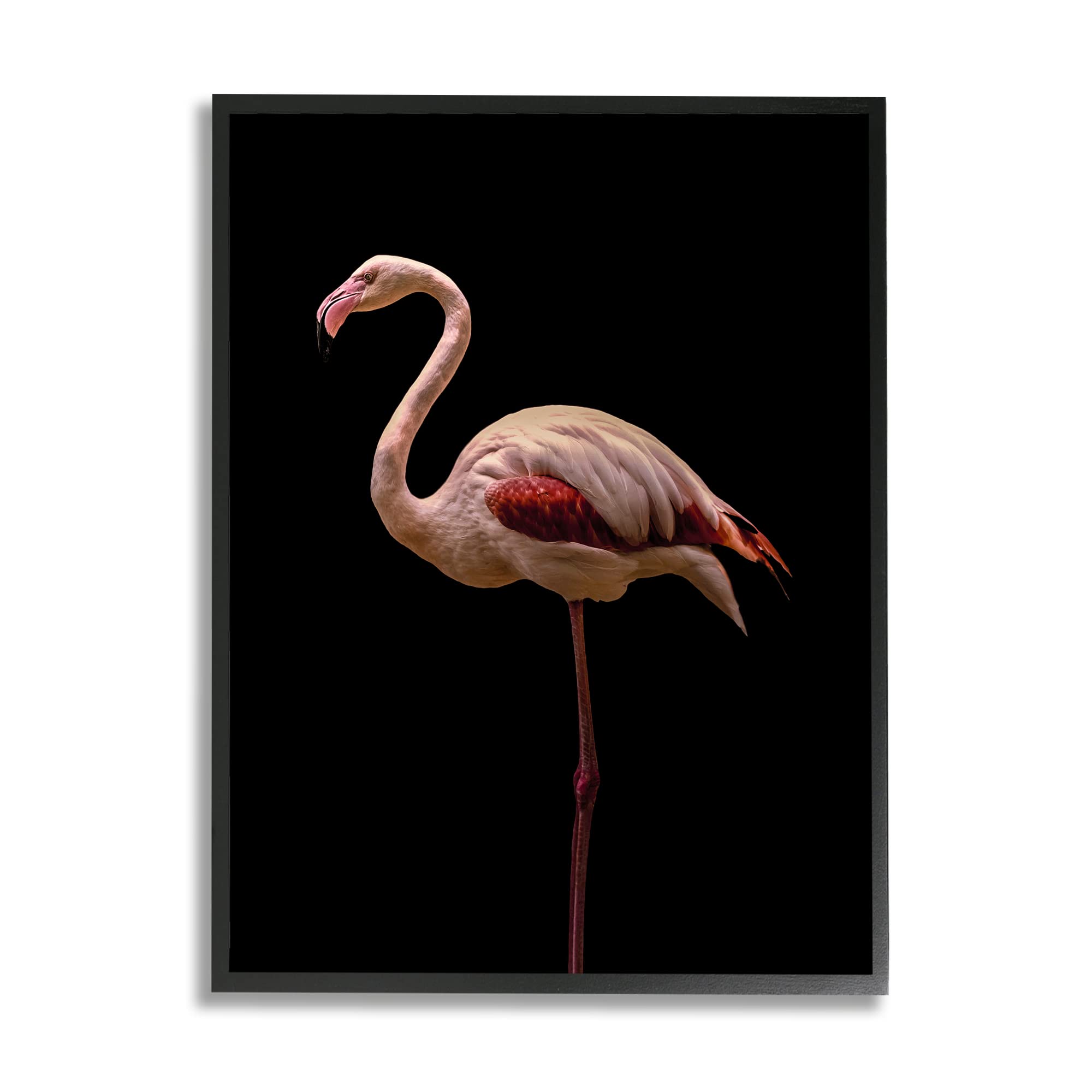 Stupell Industries Pink Flamingo Portrait - Detailed Wildlife Photography Wall Art by Incado | Tropical Home Decor for Living Room, Bedroom & Office