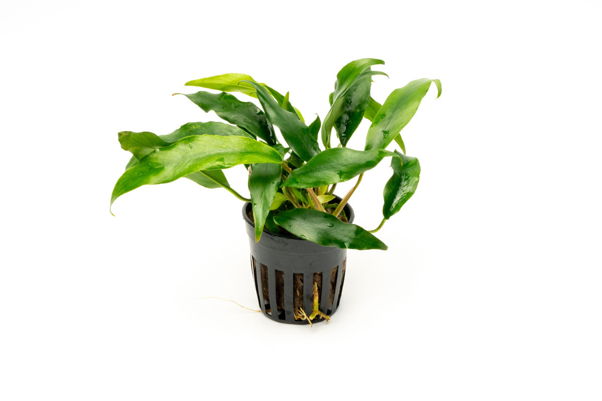 Anubias Minima Live Aquarium Plant - Low Light Freshwater Aquatic Plant for Fish Tanks, Aquascaping & Nano Tanks | Perfect for Beginners & Shrimp Tanks
