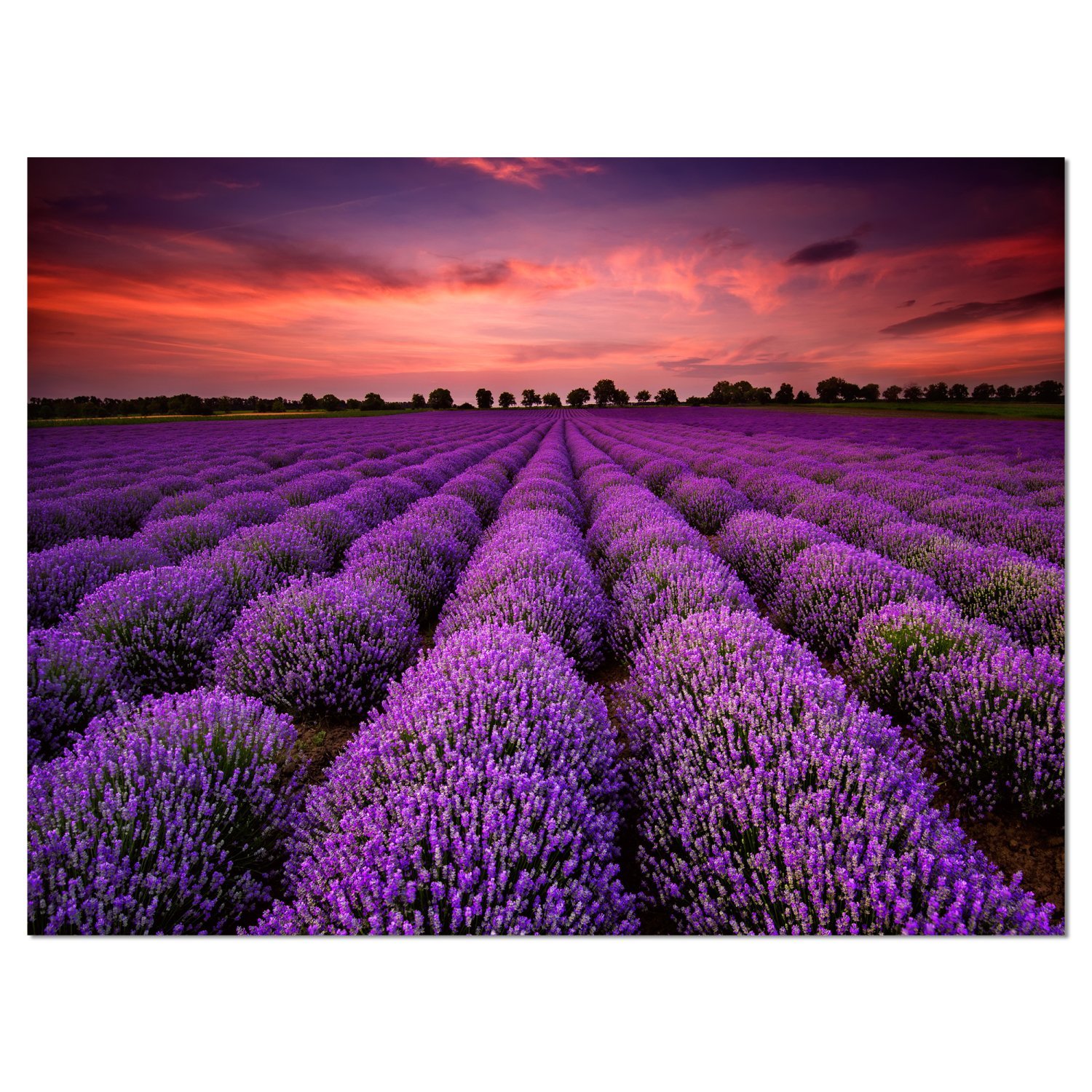 Extra Large Red Sunset Over Lavender Field Wall Art - Stunning Landscape Canvas Print for Living Room, Bedroom & Office Decor