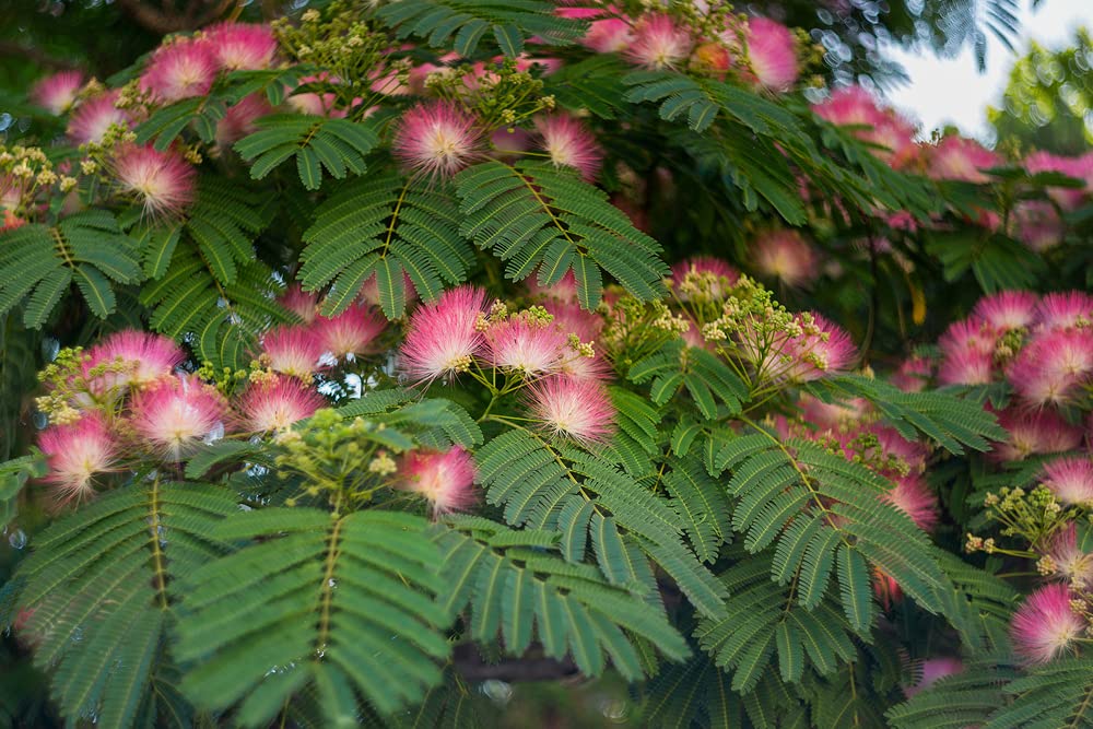 30 Albizia julibrissin Seeds - Mimosa Silk Tree Seeds for Planting, Showy Pink Flowering Tree for Garden, Landscaping & Outdoor Decor