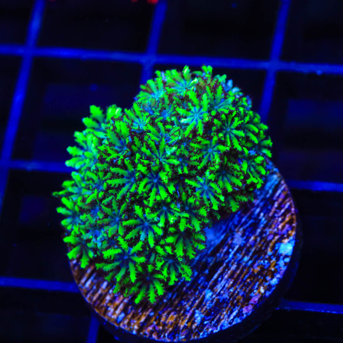 Premium Blue Green Sympodium Coral for Saltwater Aquariums - Vibrant Live Coral for Reef Tanks & Marine Aquascaping