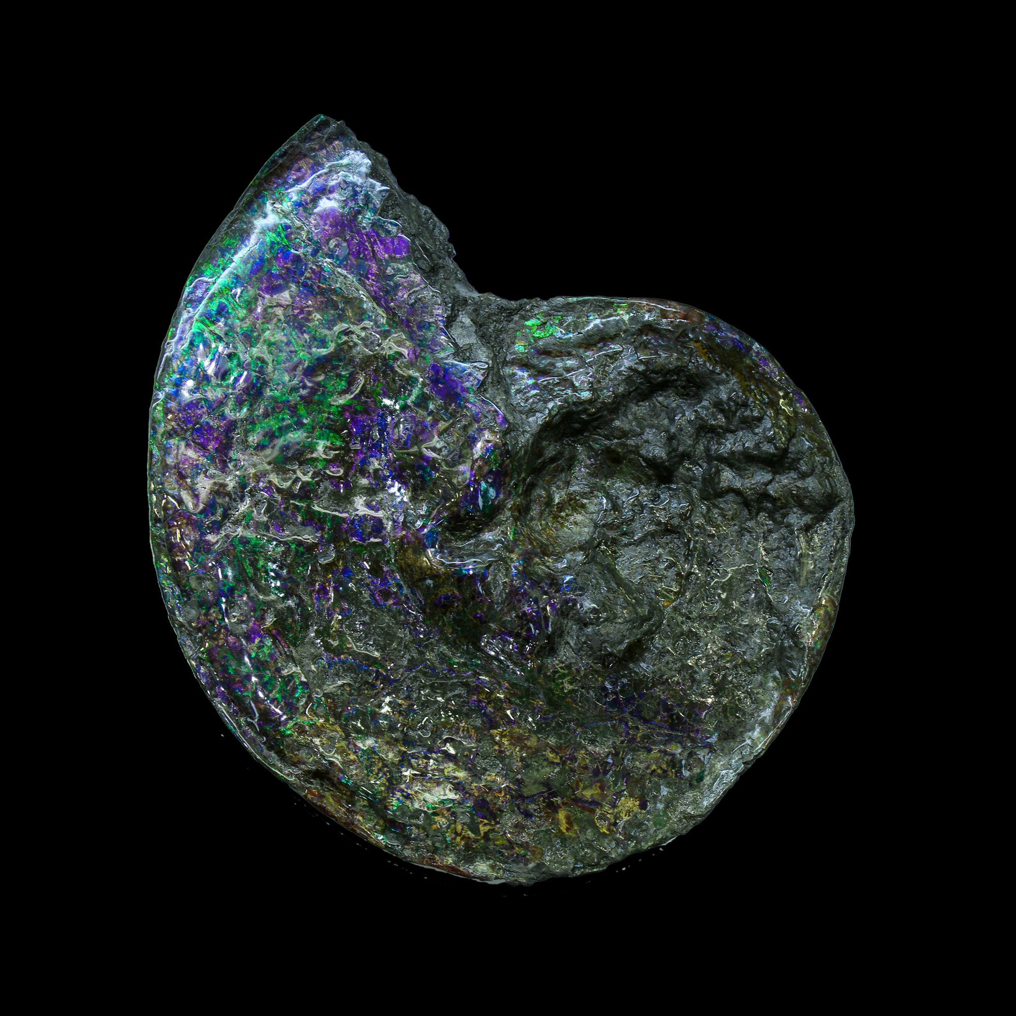 Authentic Canadian Ammonite Fossil 013 - Rare Natural Collectible for Home Decor, Jewelry Making & Science Education