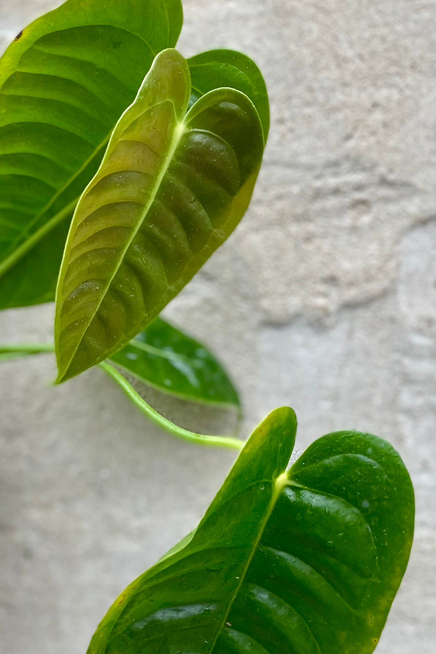 Anthurium Veitchii King Plant - 5 Live Rare Tropical Houseplants for Home & Office Decor | Perfect for Indoor Gardens, Terrariums & Plant Enthusiasts