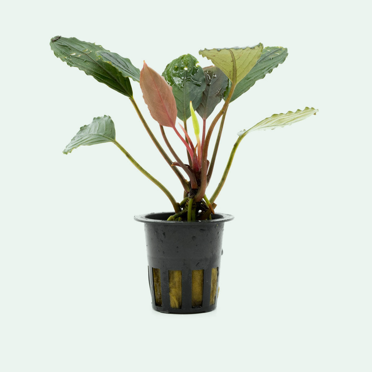 Bucephalandra Skeleton King Aquatic Plant - Rare Live Aquarium Plant for Fish Tank Decoration | Perfect for Aquascaping, Nano Tanks & Shrimp Habitats