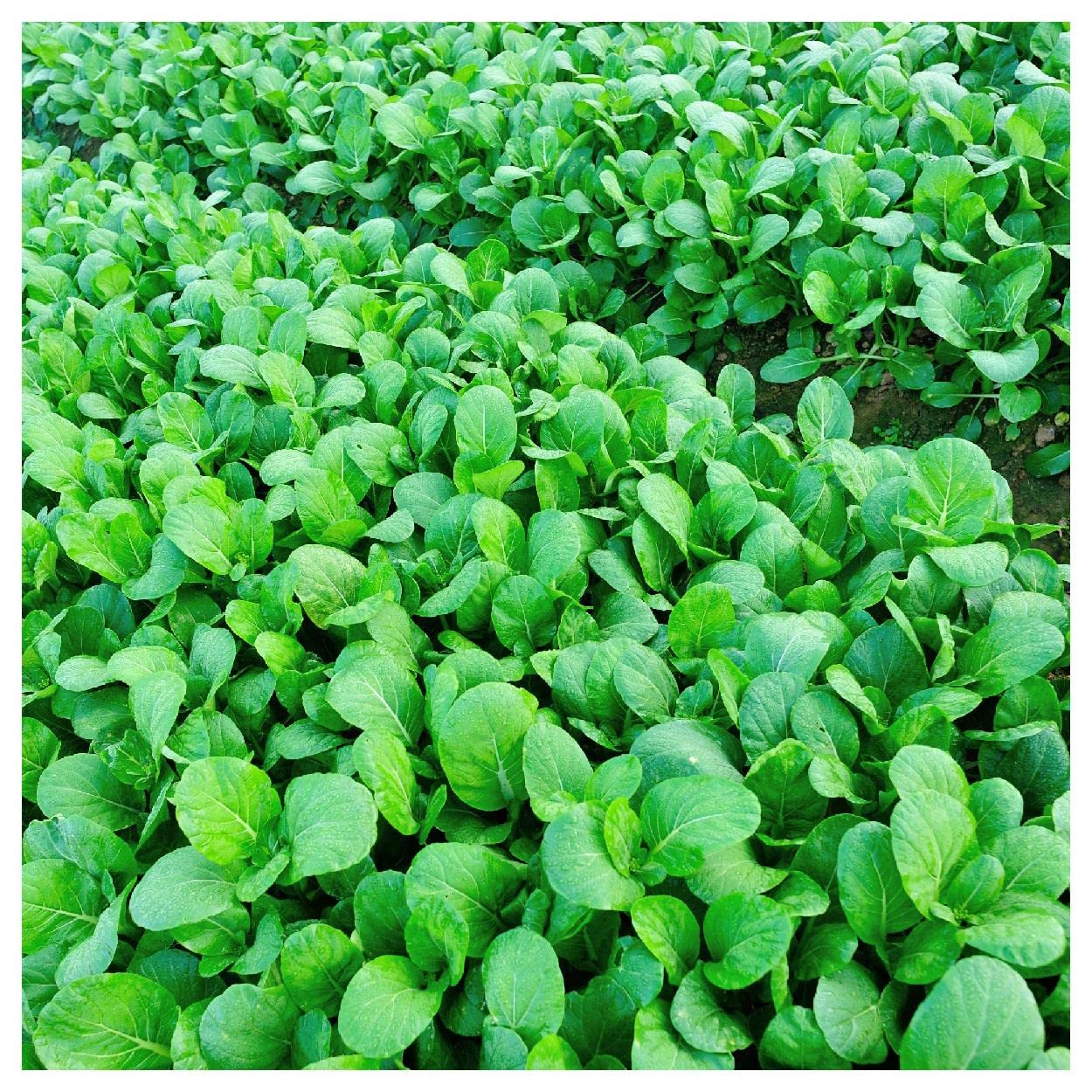 Organic Tatsoi Chinese Cabbage Seeds - 1 Lb Non-GMO Heirloom Seeds by Everwilde Farms - Gold Vault Packaging for Home Gardening, Asian Cooking & Fresh Salads