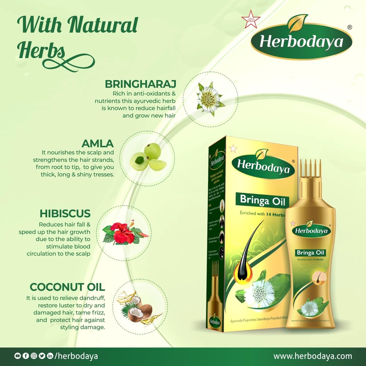 Herbodaya Bringa Oil - 50ml - 100% Natural Ayurvedic Hair Oil with 14 Herbs for Hair Growth, Dandruff & Scalp Care - Perfect for Daily Hair Massage & Night Treatment