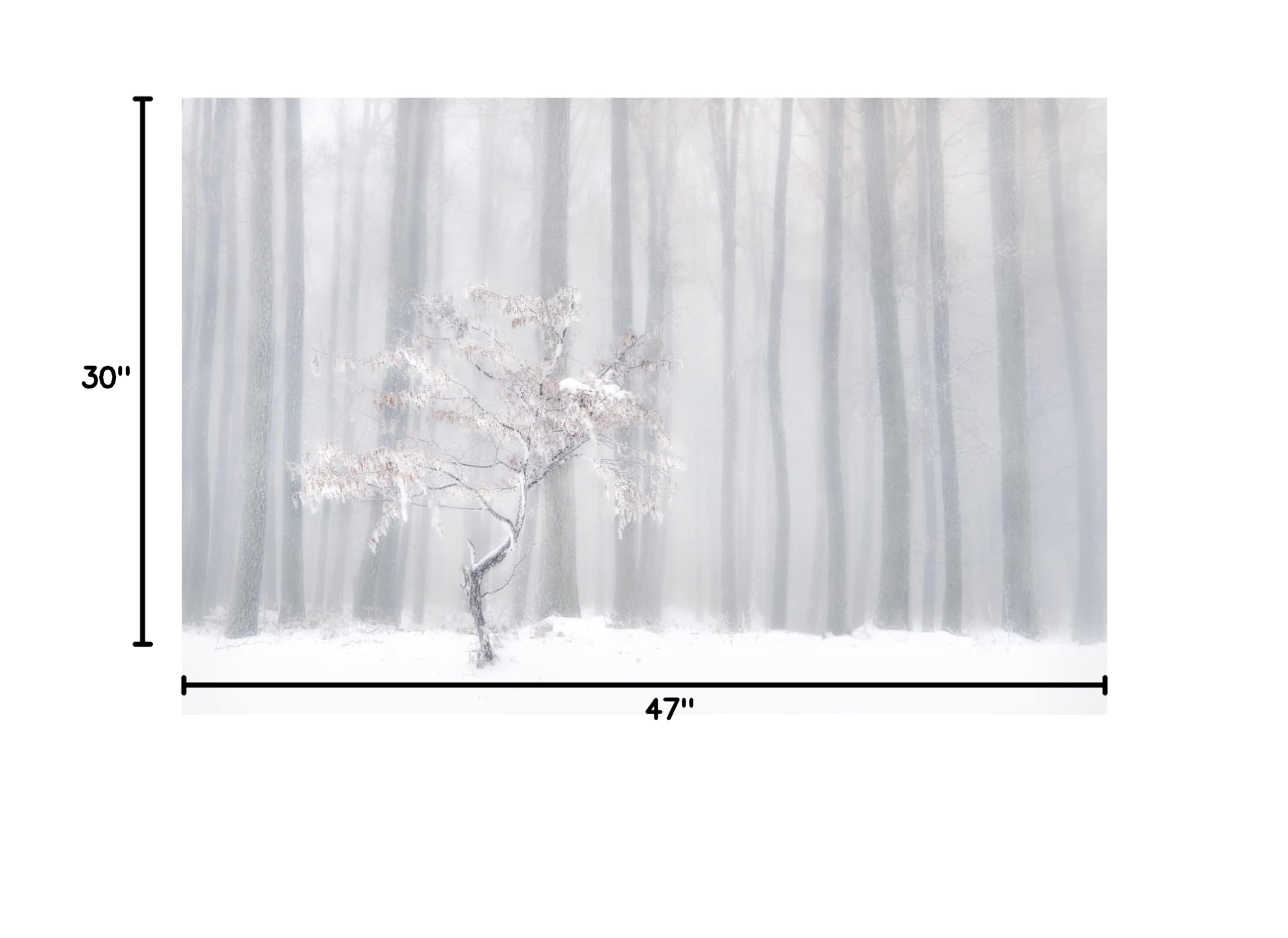 Trademark Fine Art 'In Front Of The Misty Curtain' Canvas Wall Art Print by Peter Svoboda MQEP - Perfect for Living Room, Bedroom & Office Decor