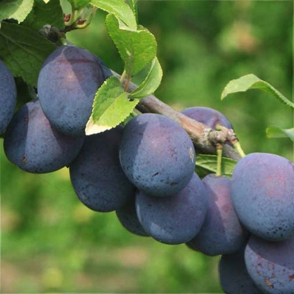 Damson Plum Tree Live Plant - Prunus Domestica Blue Variety | 1 Healthy Nursery Grown Fruit Tree for Home Garden Planting | Perfect for Backyard Orchards, Landscaping & Fresh Fruit Harvesting