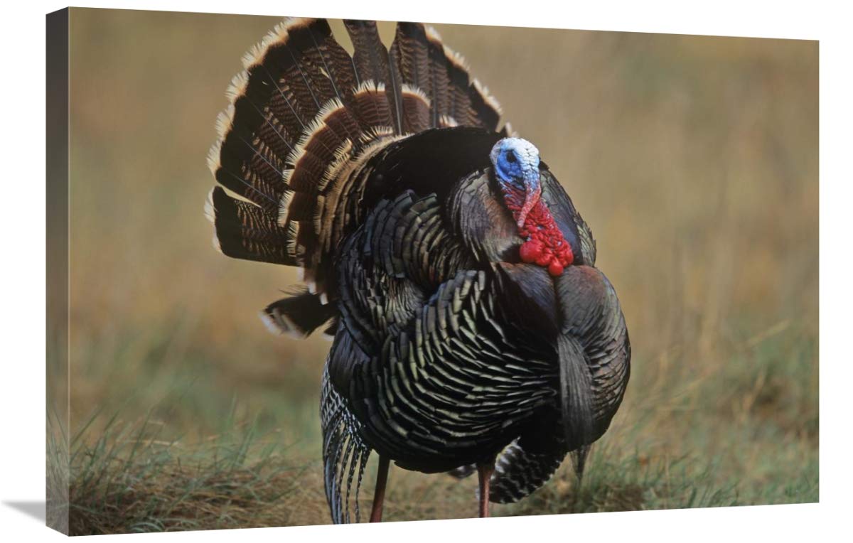 Wild Turkey Male Canvas Art Print - 30