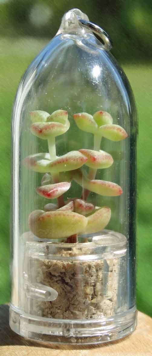 Live Succulent Terrarium Keychain - Mini Tulip Plant Accessory for Home Decor, Office Desk, Gift & DIY Crafts