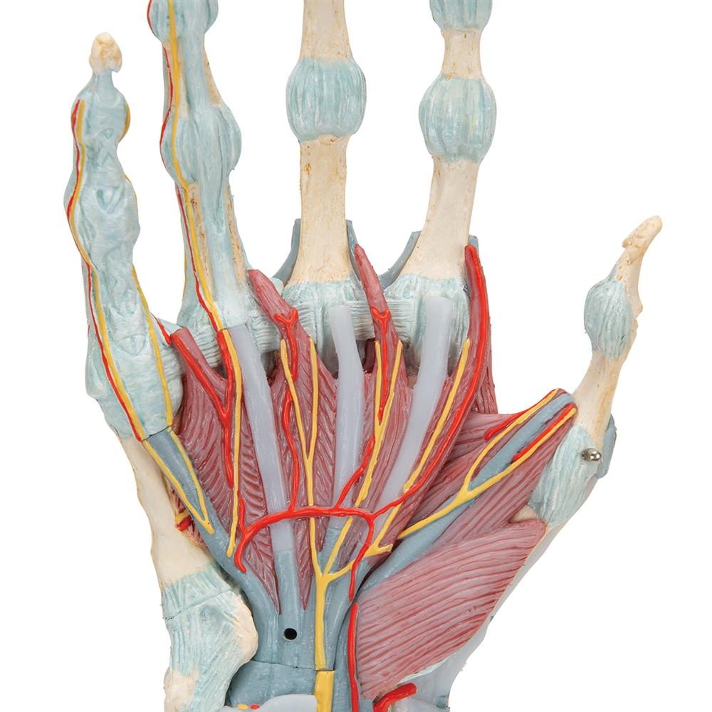 Hand Skeleton Model with Ligaments & Muscles - Anatomical Study Tool for Medical Students & Doctors | Perfect for Classroom, Lab & Medical Office Use