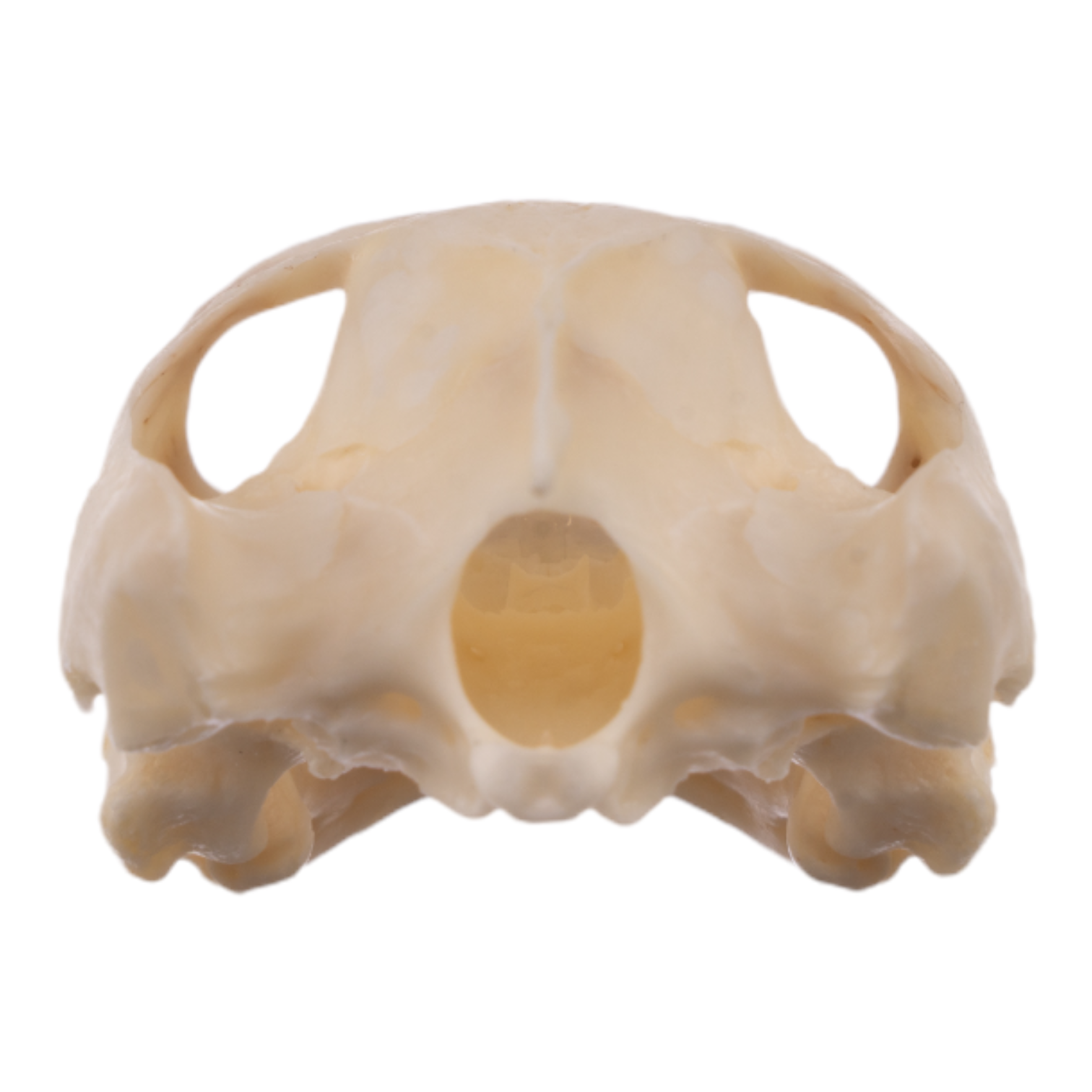 Authentic Real River Cooter Skull - Genuine Turtle Skull Specimen for Science Study, Taxidermy, and Home Decor - Perfect for Biology Classrooms, Oddity Collections, and Gothic Decor