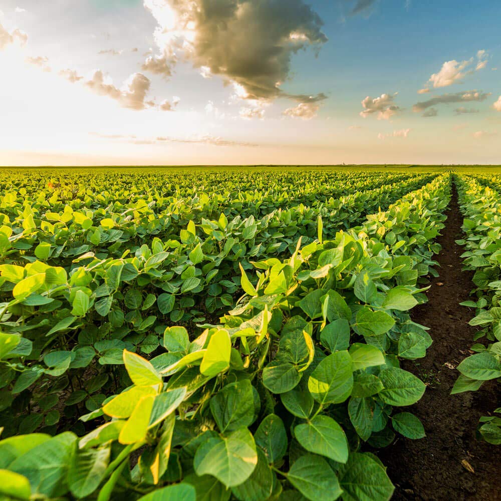 Outsidepride Non-GMO Soybean Seeds - 50 lbs Bulk High Protein & High Yield Heirloom Soybeans for Oil Production, Animal Feed, Forage & Wildlife Food Plots | Perfect for Poultry, Livestock & Farm Animals | Great for Home Gardeners, Farmers & Wildlife Conservation