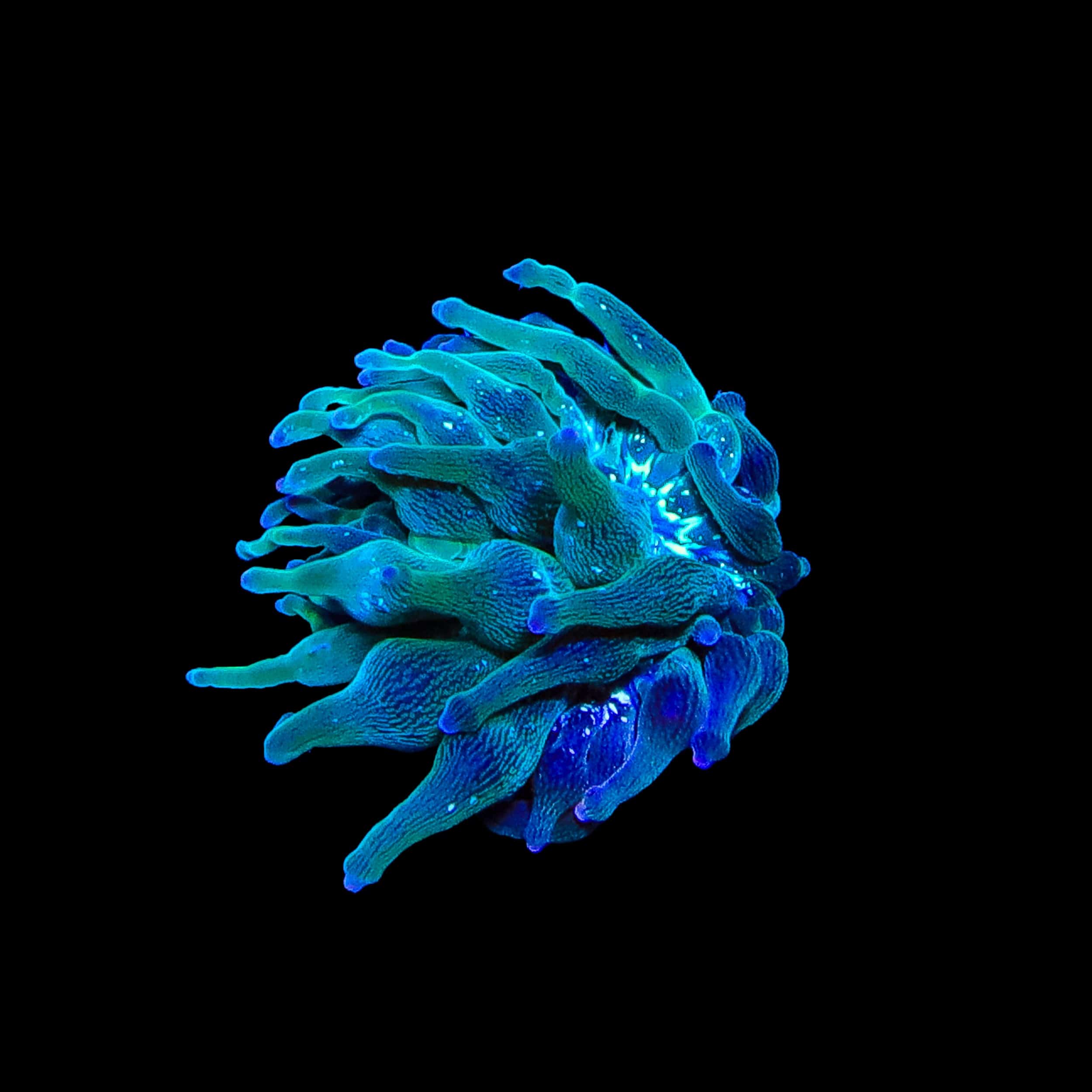 Premium ECC Nexus Joker Bubble Tip Anemone for Saltwater Aquariums - Vibrant Coral Reef Tank Decoration & Marine Fish Habitat Enhancer