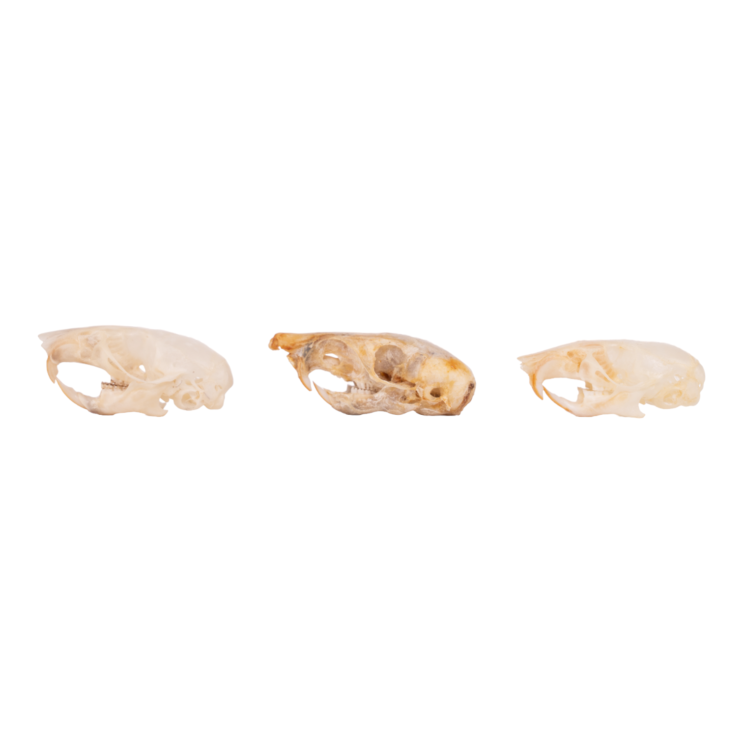 Authentic Real Mouse Skull Specimens - Set of 3 for Science Education, Oddity Collections & Gothic Decor | Perfect for Biology Classrooms, Halloween Displays & Dark Aesthetic Home Decor