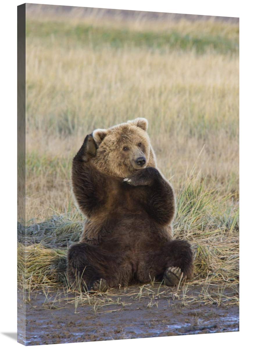 24 x 36 Inch Grizzly Bear Scratching Ear Wildlife Art Print - Katmai National Park Alaska Nature Photography by Matthias Breiter - Perfect for Home Decor, Office Wall Art & Nature Lover Gifts