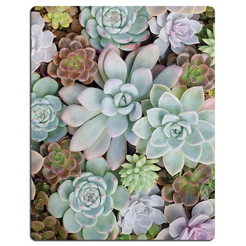 Pretty Succulents