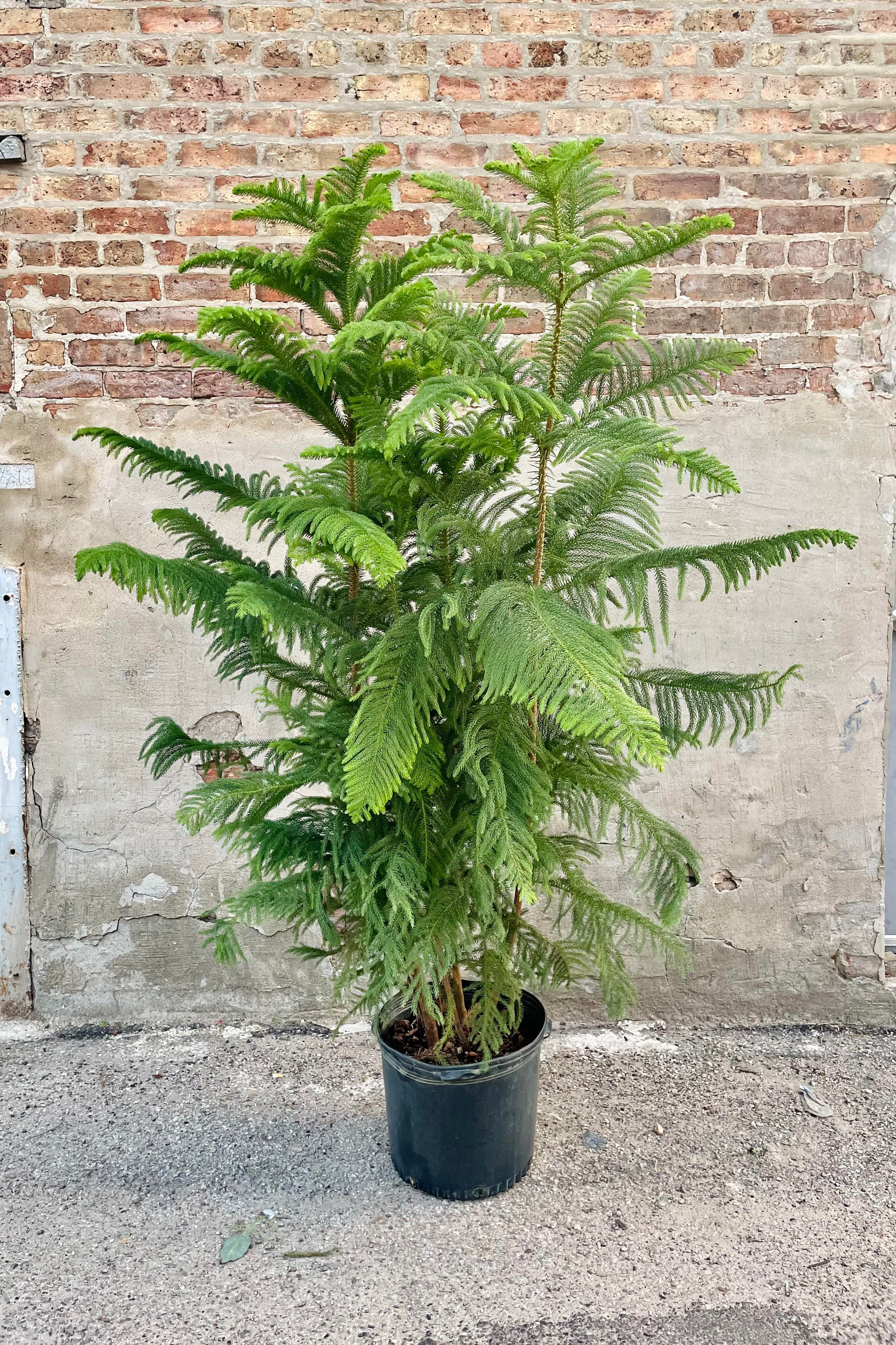 Norfolk Island Pine Tree (Araucaria heterophylla) - 14 Inch Live Indoor House Plant for Home Decor, Office, and Holiday Christmas Decorations