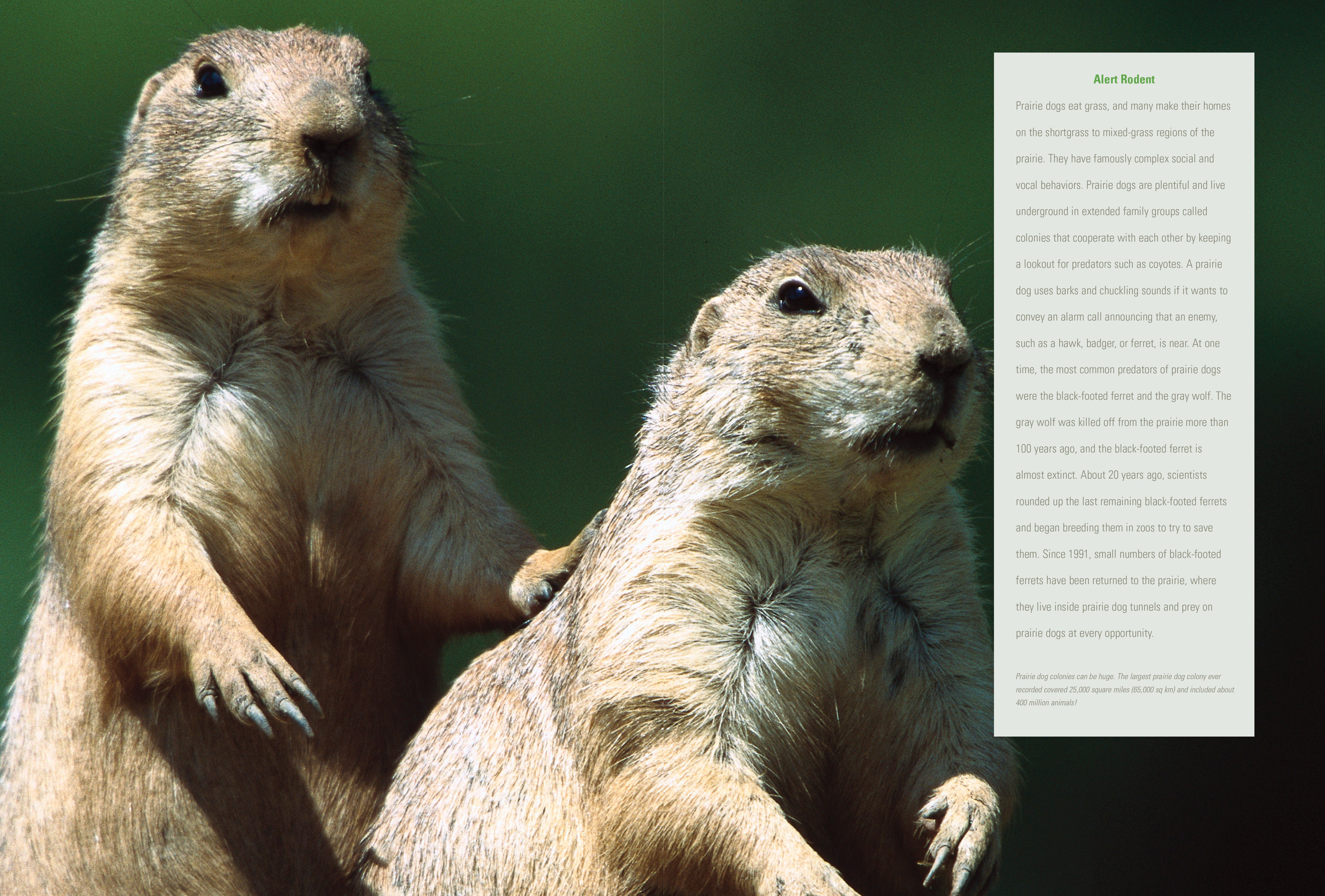 Grassland Ecosystem Food Chain - Explore the Prairie Food Web & Wildlife Interactions | Perfect for Science Education & Nature Studies