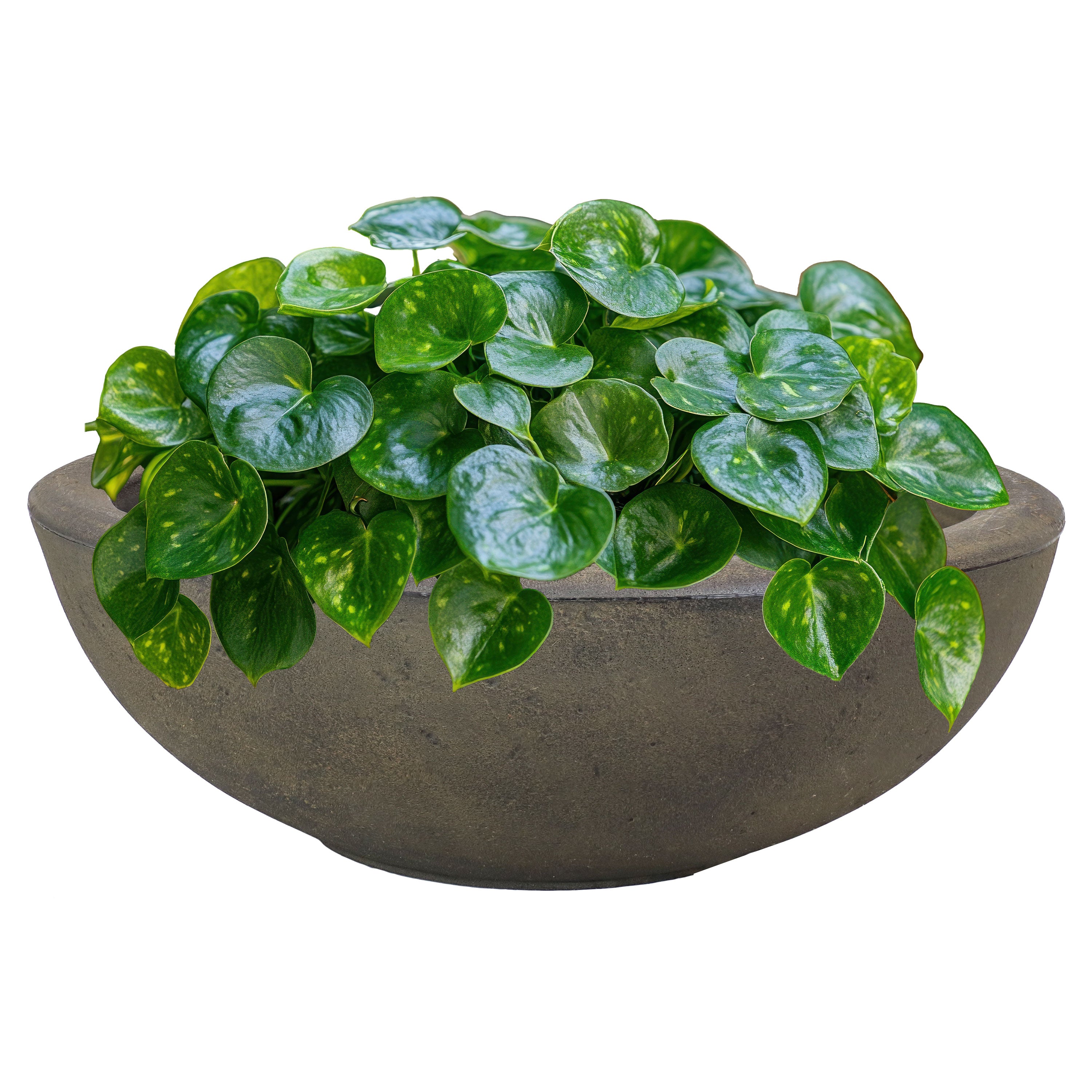 20.75 Inch Sunnydaze Percival Polyresin Outdoor Planter Bowl - Durable Garden Decor for Patio, Porch & Backyard Landscaping