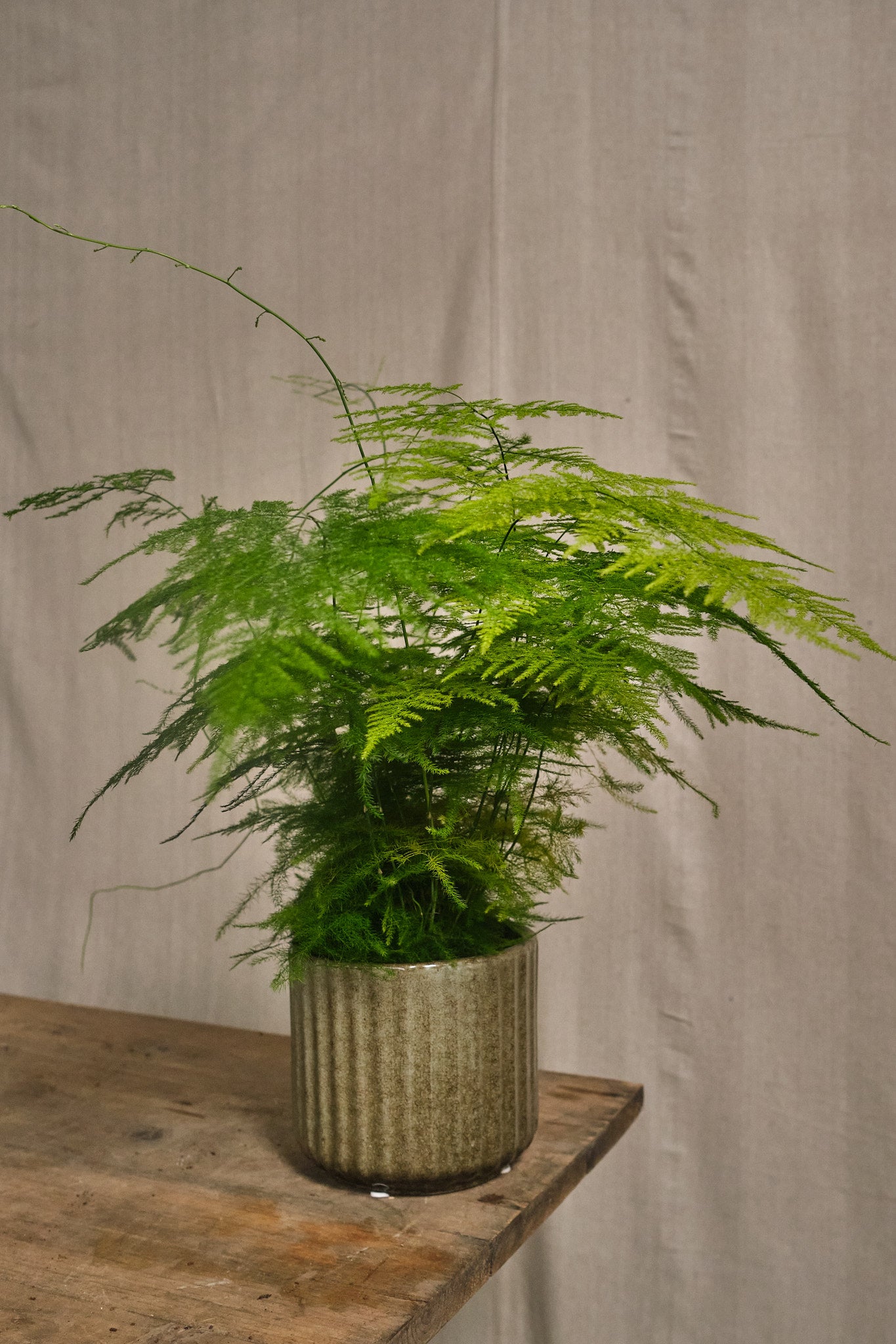 Buy Asparagus Setaceus Fern - Lush Green Indoor Houseplant for Home & Office Decor | Perfect for Living Rooms, Bedrooms, and Balconies