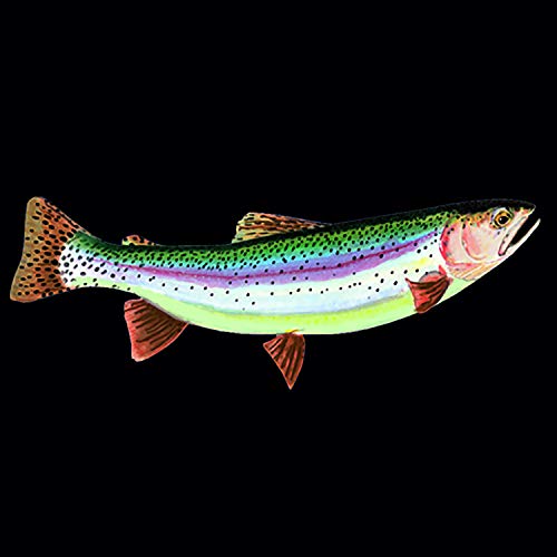 Navy Rainbow Trout