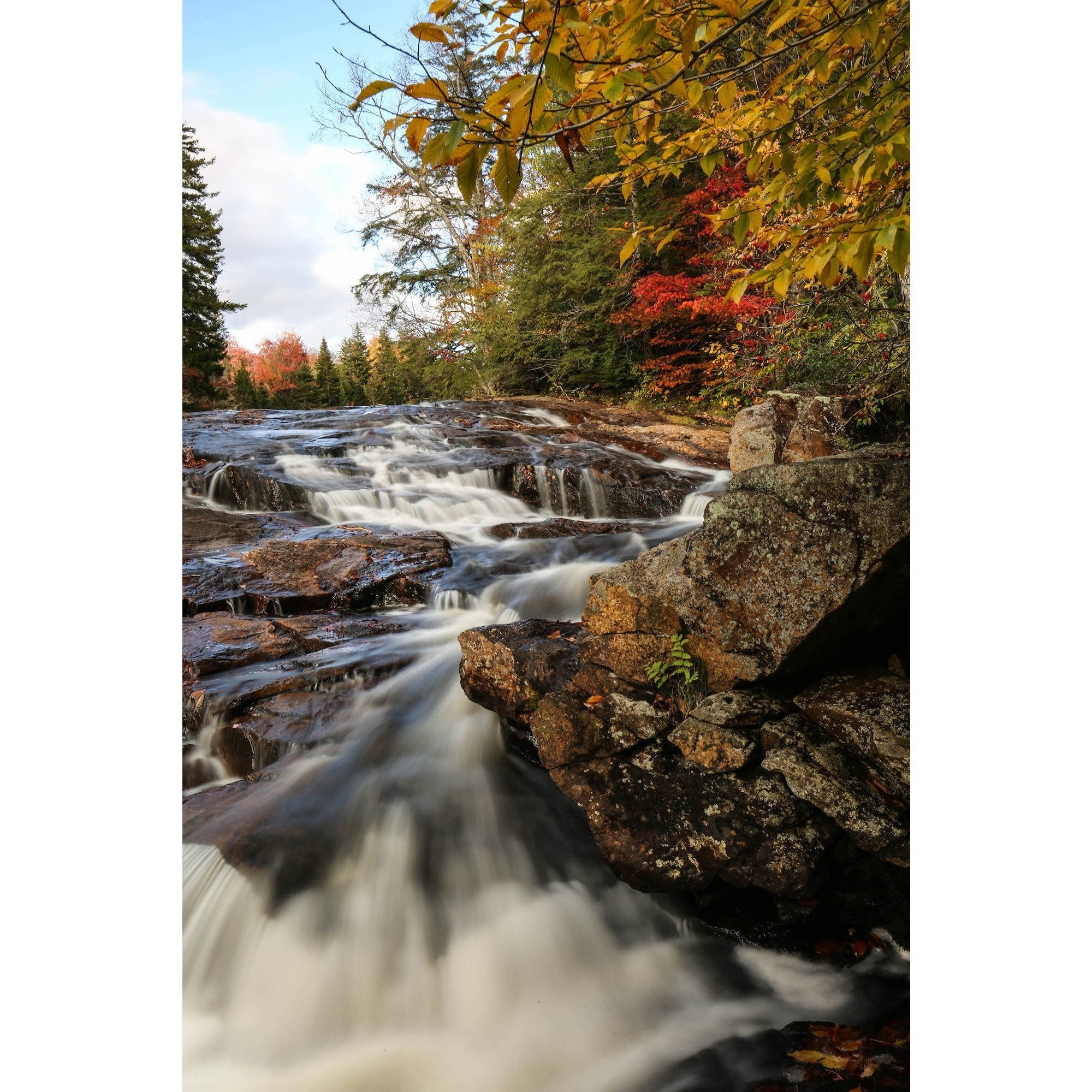 Autumn Floral Photography Print - High Quality Wall Art Decor for Living Room, Bedroom & Office