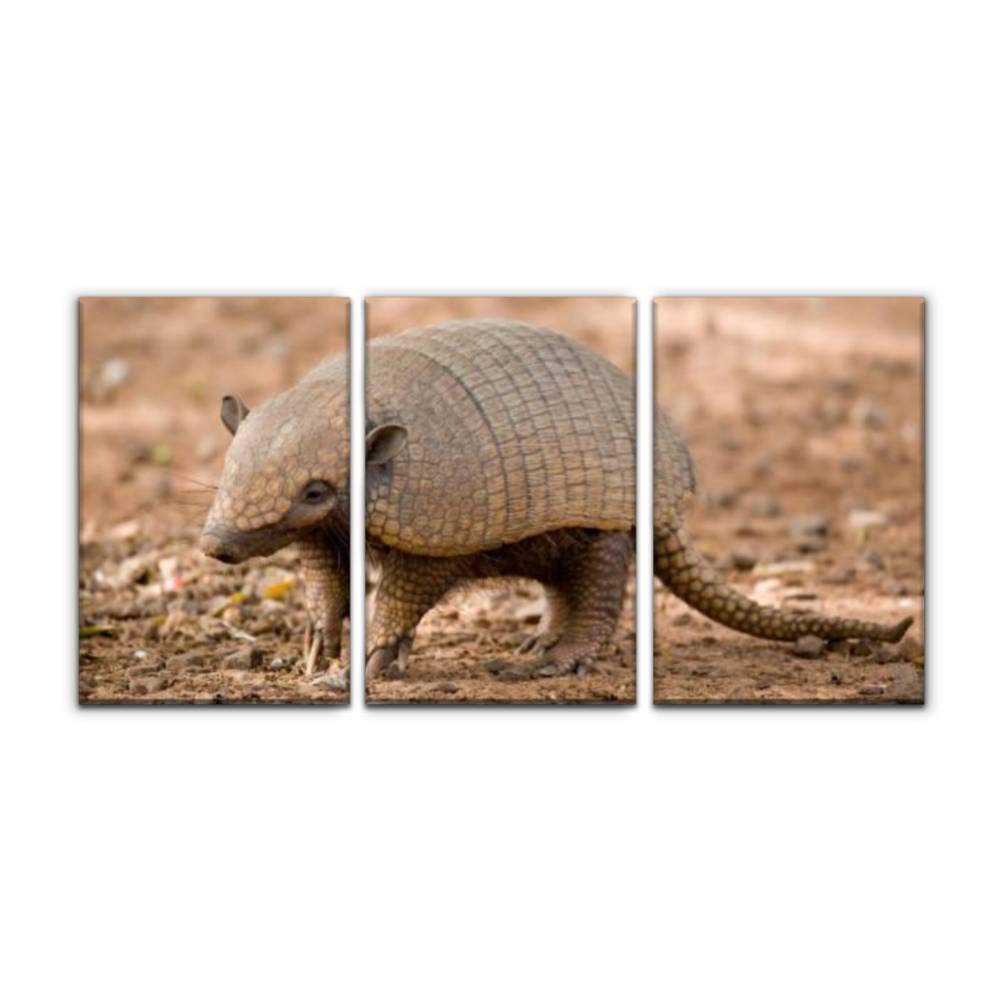 Brown Armadillo Canvas Painting - Modern Wall Art Decor, Printed Oil Painting Landscape for Home, Office, Bedroom - Framed Set of 3 (16x24 inches) - Perfect for Wildlife Lovers & Nature-Inspired Interior Design