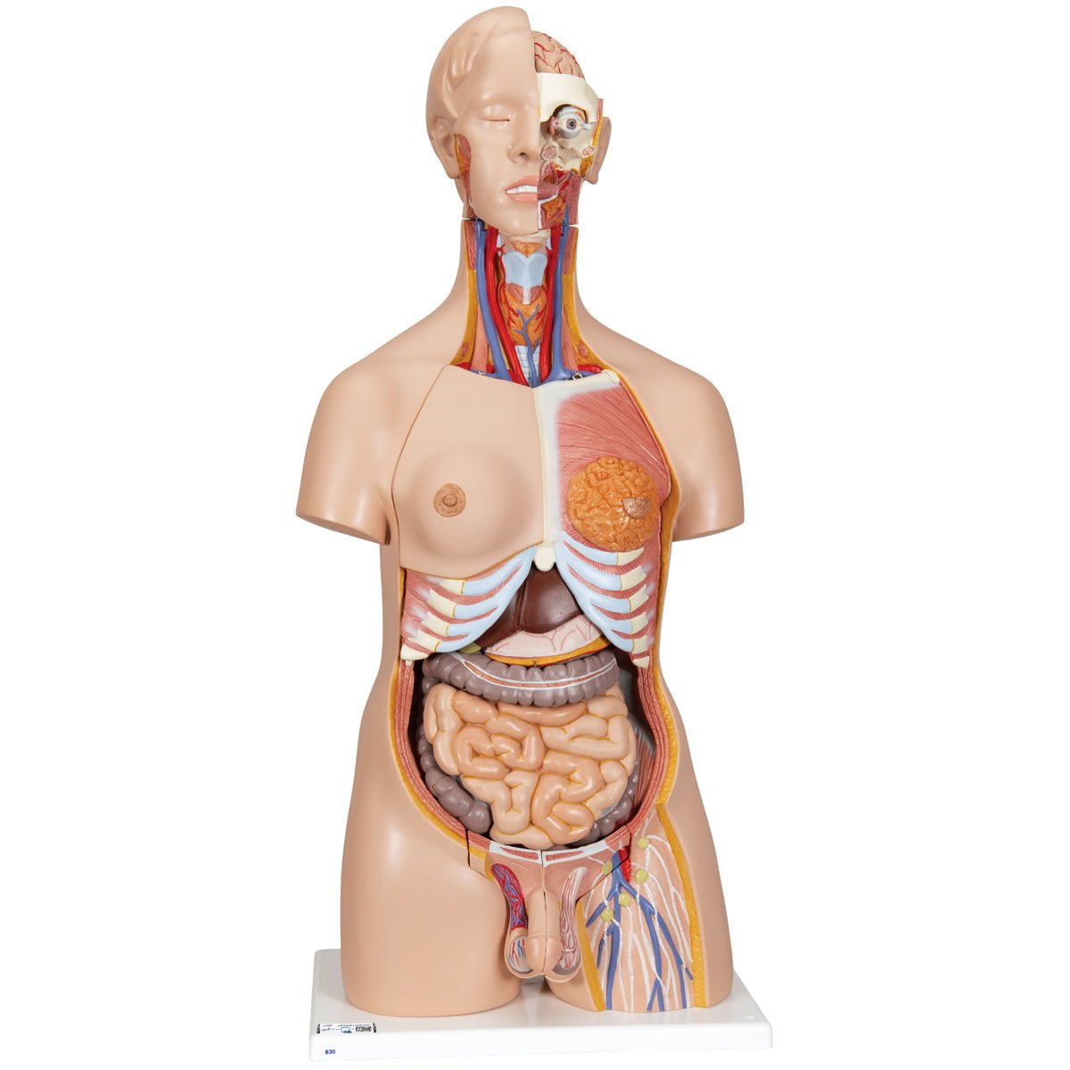 Premium Dual-Gender Human Torso Model - 24-Part Anatomical Study Kit for Medical Students & Educators | Perfect for Classroom, Lab & Home Learning