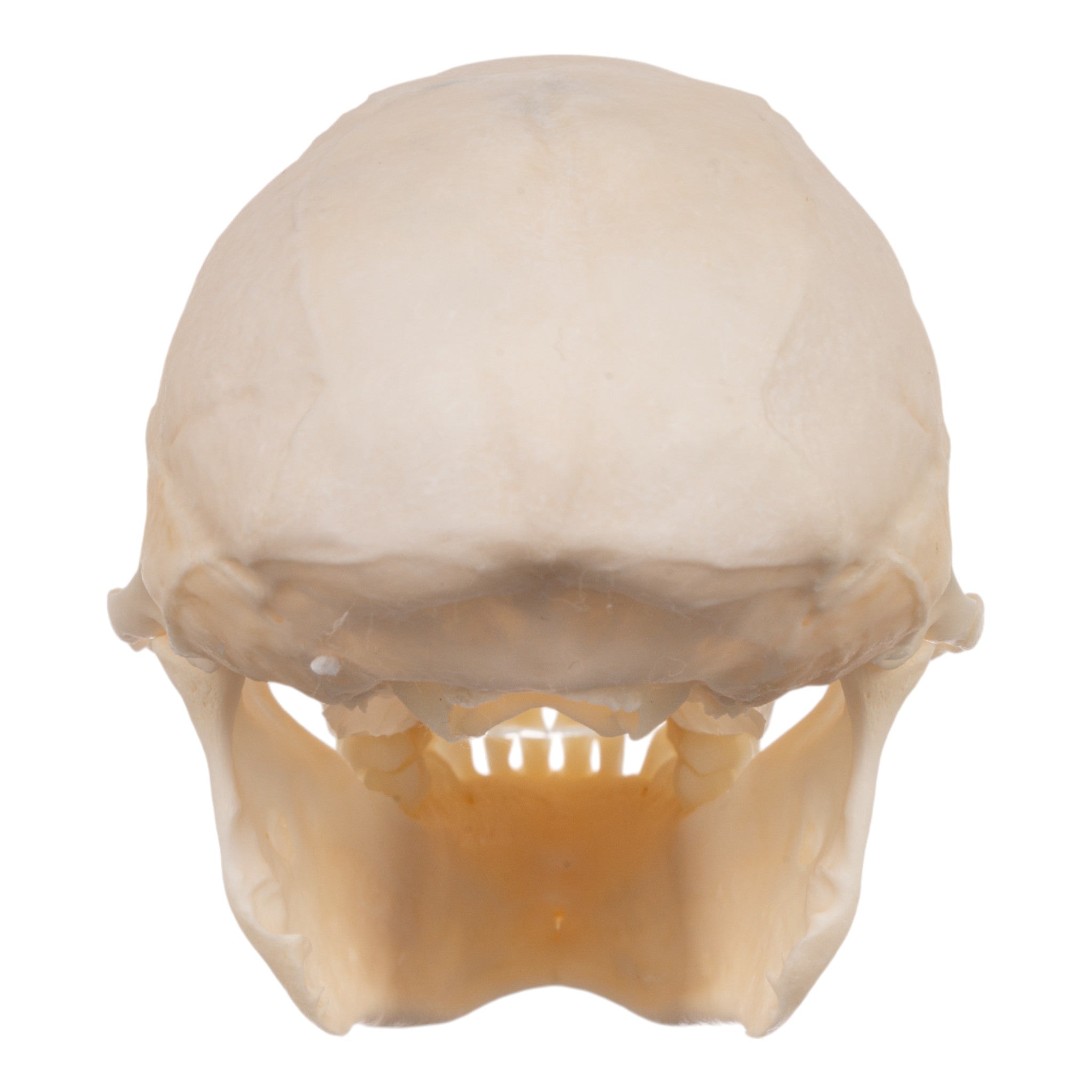 Authentic Female Crested Mona Monkey Skull - Rare Collectible for Home Decor, Taxidermy, and Educational Displays
