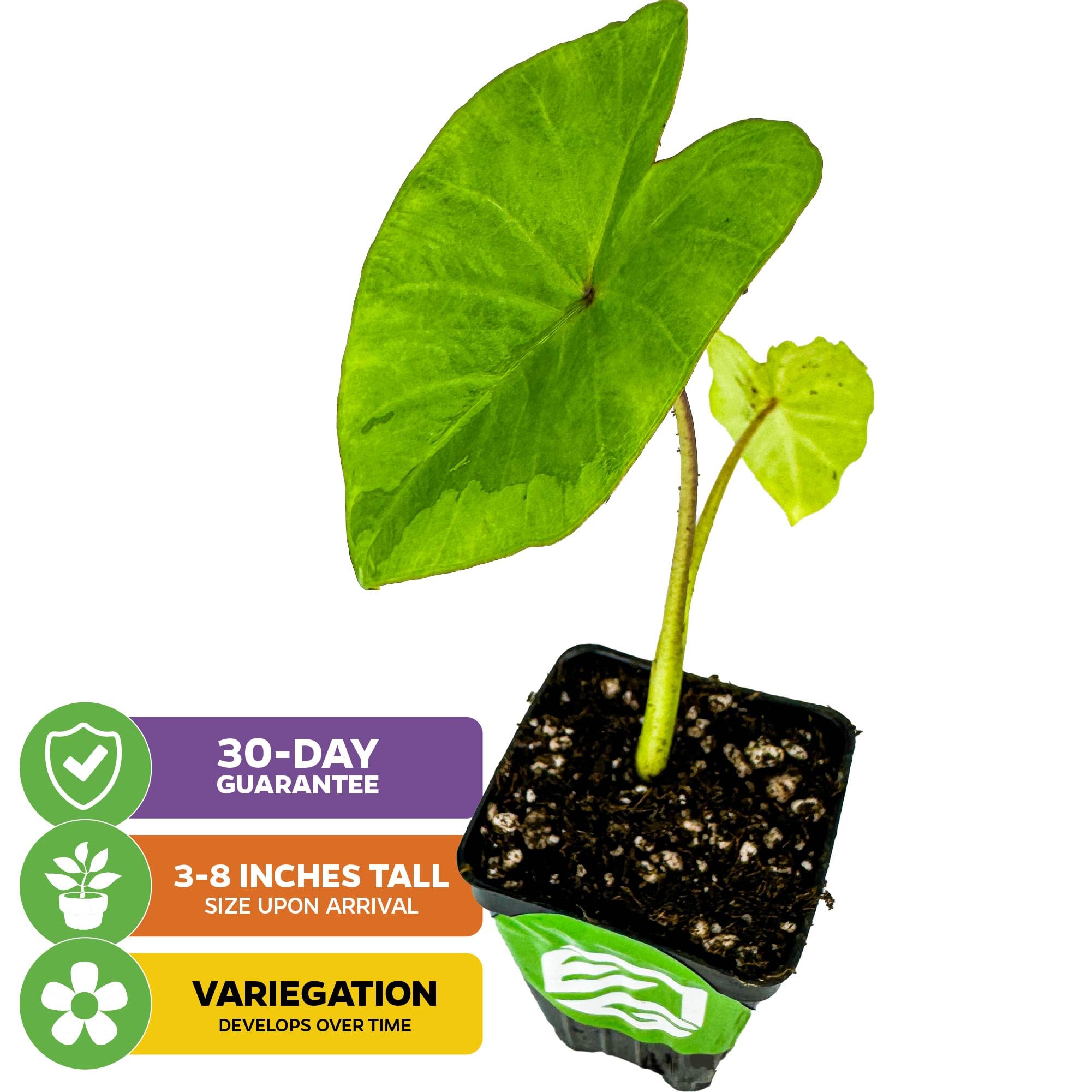 Nancyana Elephant Ear Live Plant (Colocasia 'Nancy's Revenge') - Tropical Perennial Houseplant for Indoor & Outdoor Gardens - Starter Plant from Wellspring Gardens - Perfect for Patio Decor, Poolside Landscaping & Tropical Garden Themes