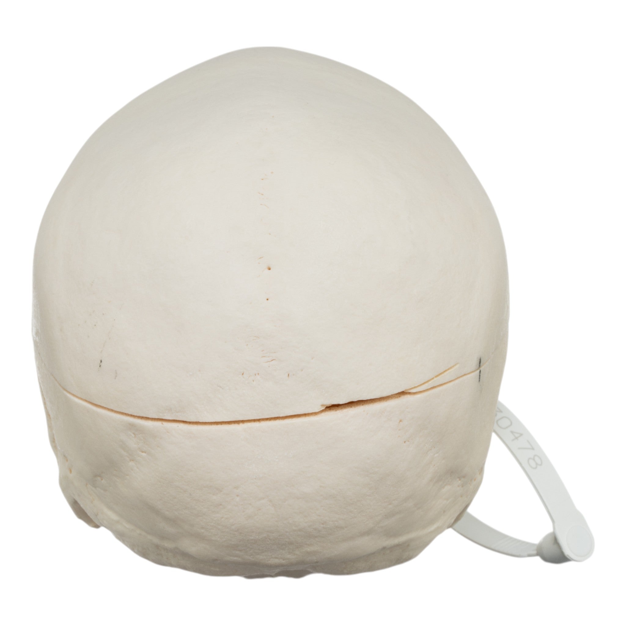 Premium Anatomical Human Skull Model - Accurate Medical & Educational Tool for Students, Doctors & Researchers | Perfect for Classroom, Lab & Medical Training