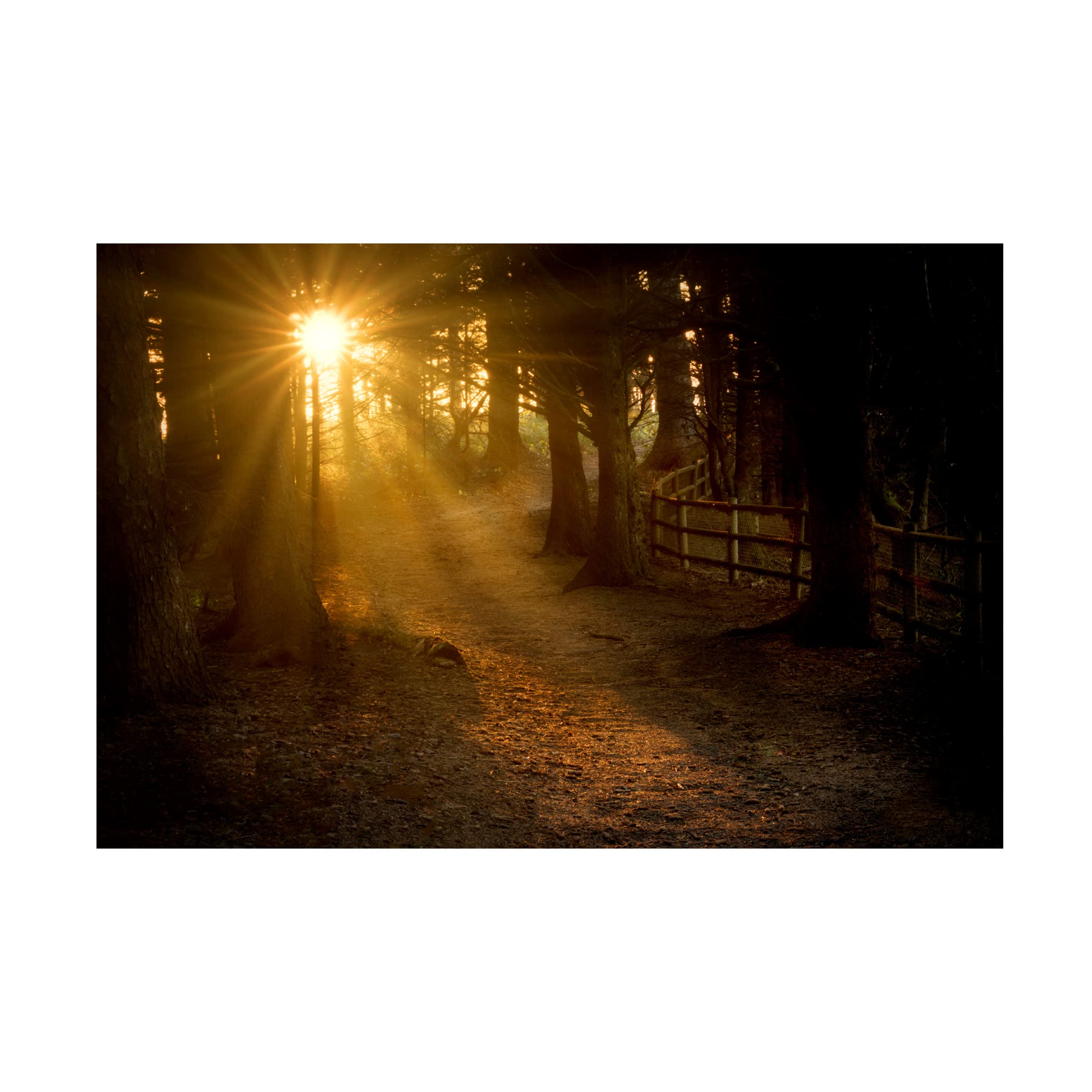 Dennis Frates 'Path' Canvas Wall Art Print - Modern Landscape Painting for Living Room, Bedroom & Office Decor