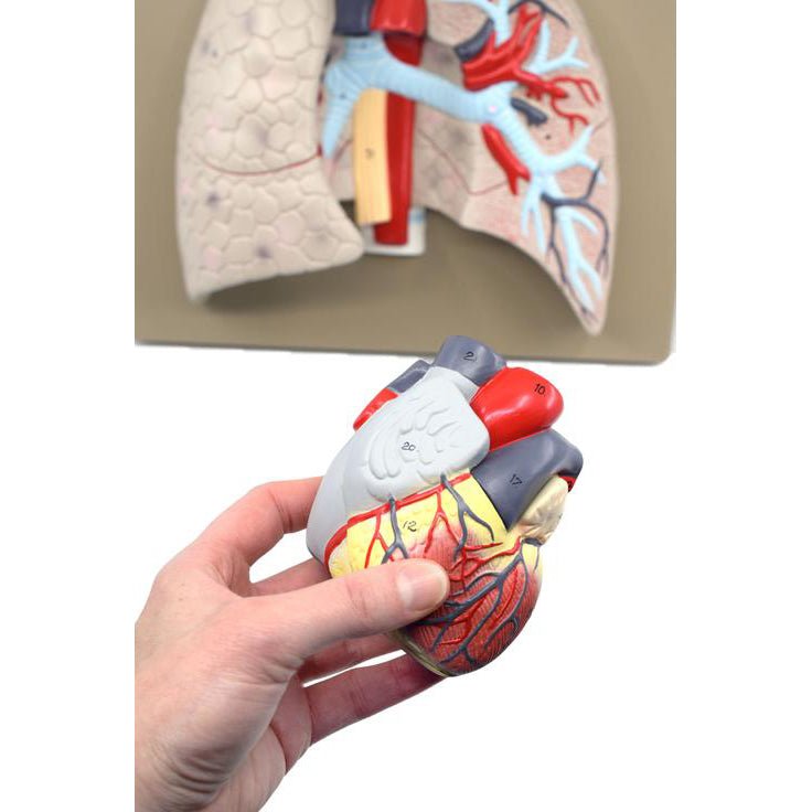 5-Part Heart and Lung Model - Human Anatomy Educational Tool for Medical Students, Doctors & Science Classrooms | Perfect for Biology Study, Patient Education & Medical Demonstrations